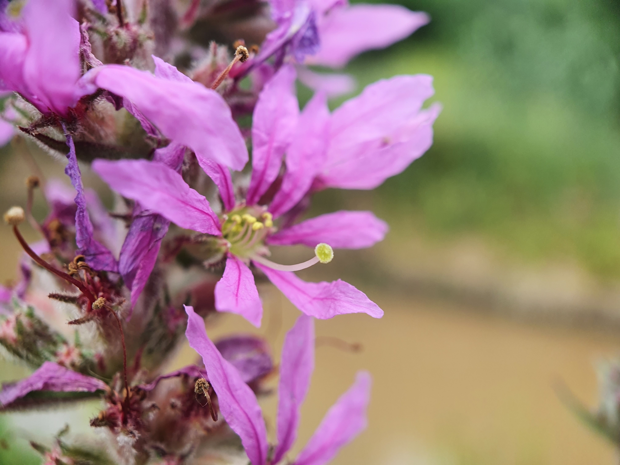 Photo of purple loosestrife (7/12)