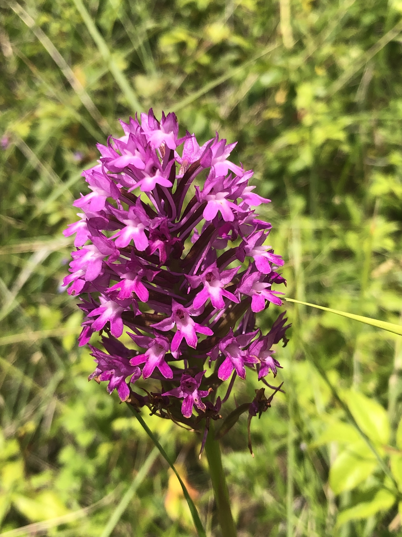 Photo of pyramidal orchid (7/12)