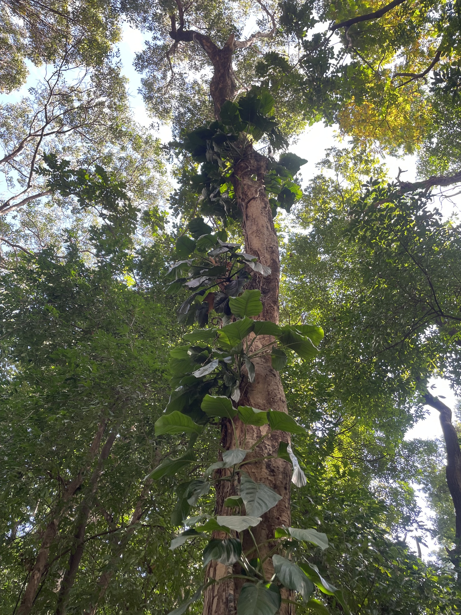 Photo of Monstera adansonii blanchetii (4/8)