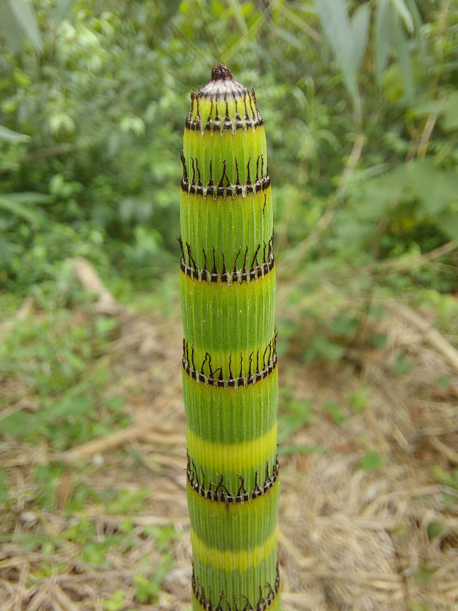 Photo of Equisetum (2/6)