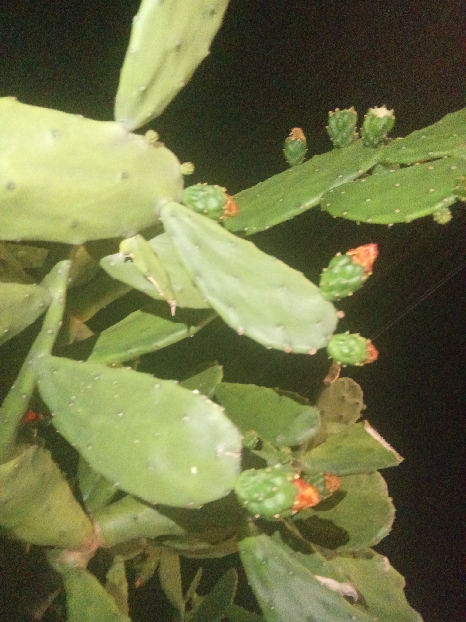 Photo of Cochineal Nopal Cactus (1/12)