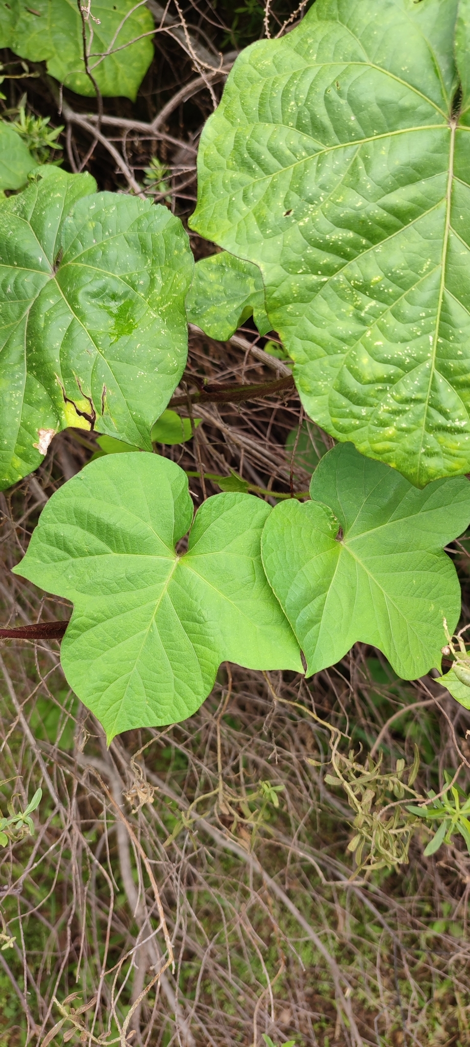 Photo of Japanese morning glory (5/12)