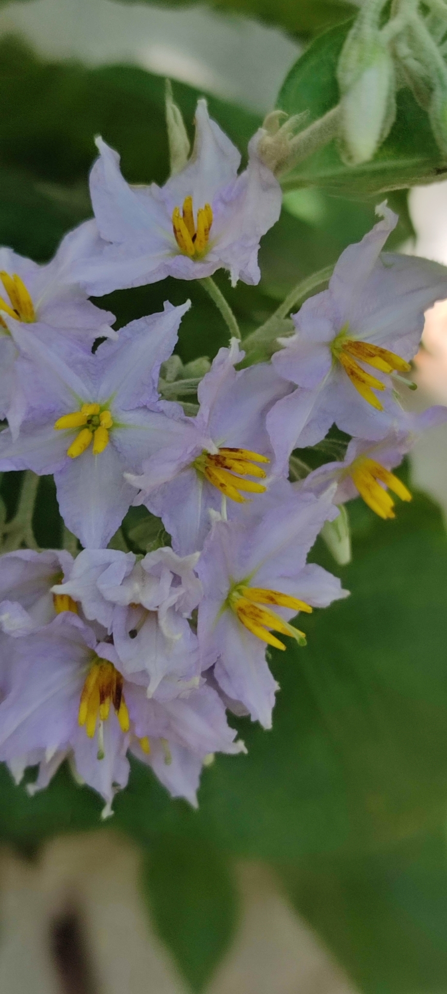 Photo of Solanum paniculatum (9/13)