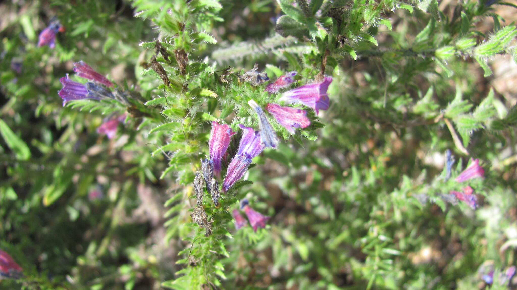 Photo of Echium tuberculatum (8/12)