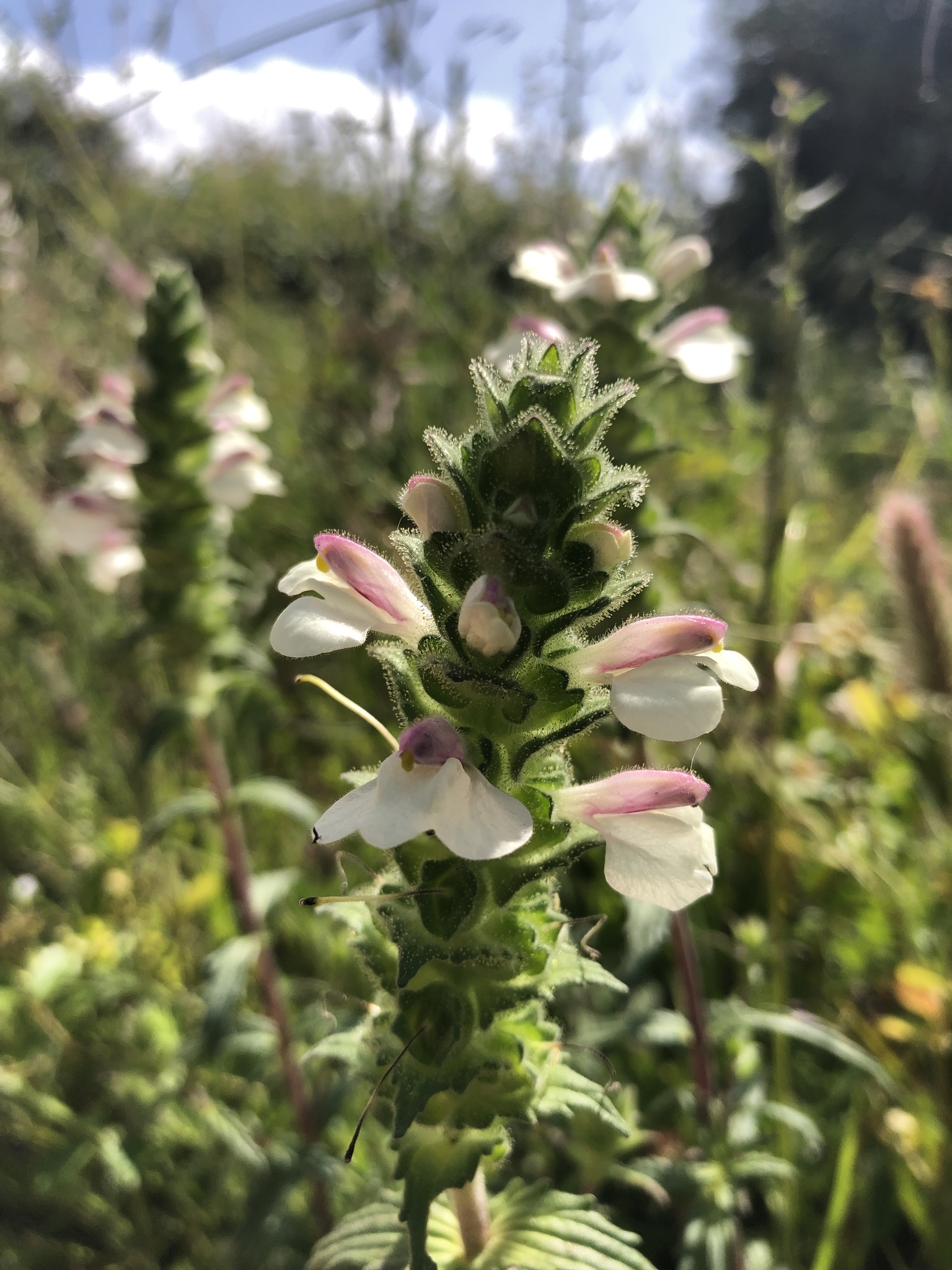 Photo of Mediterranean lineseed (5/10)