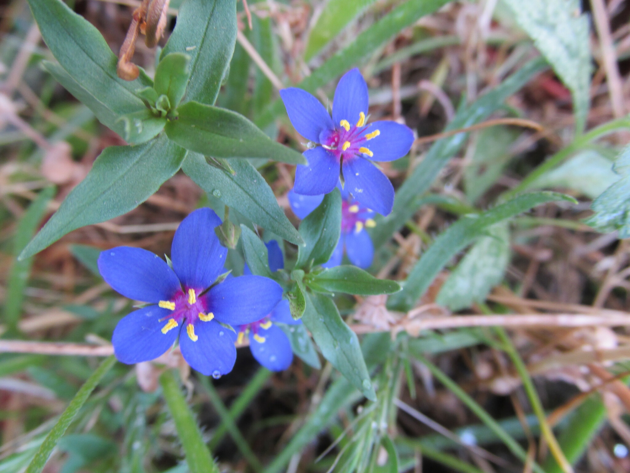 Photo of Flax-leaved Blue Pimpernel (6/12)