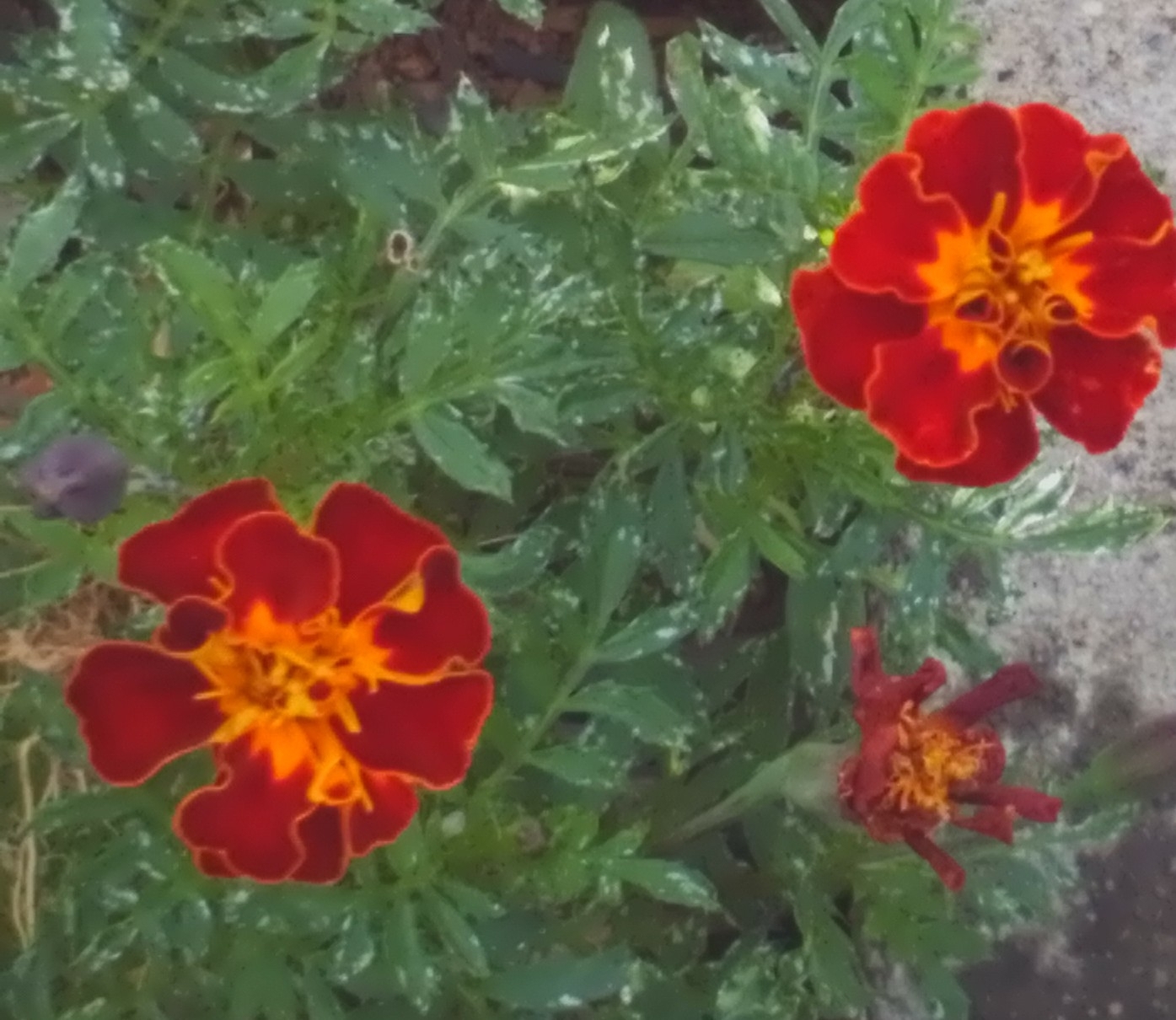 Photo of French marigold (4/8)