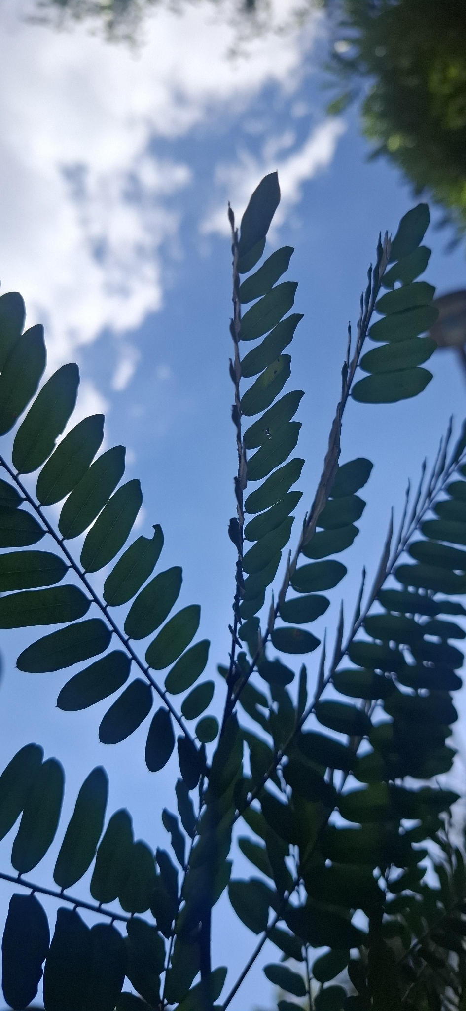 Photo of Dalbergia villosa (3/11)
