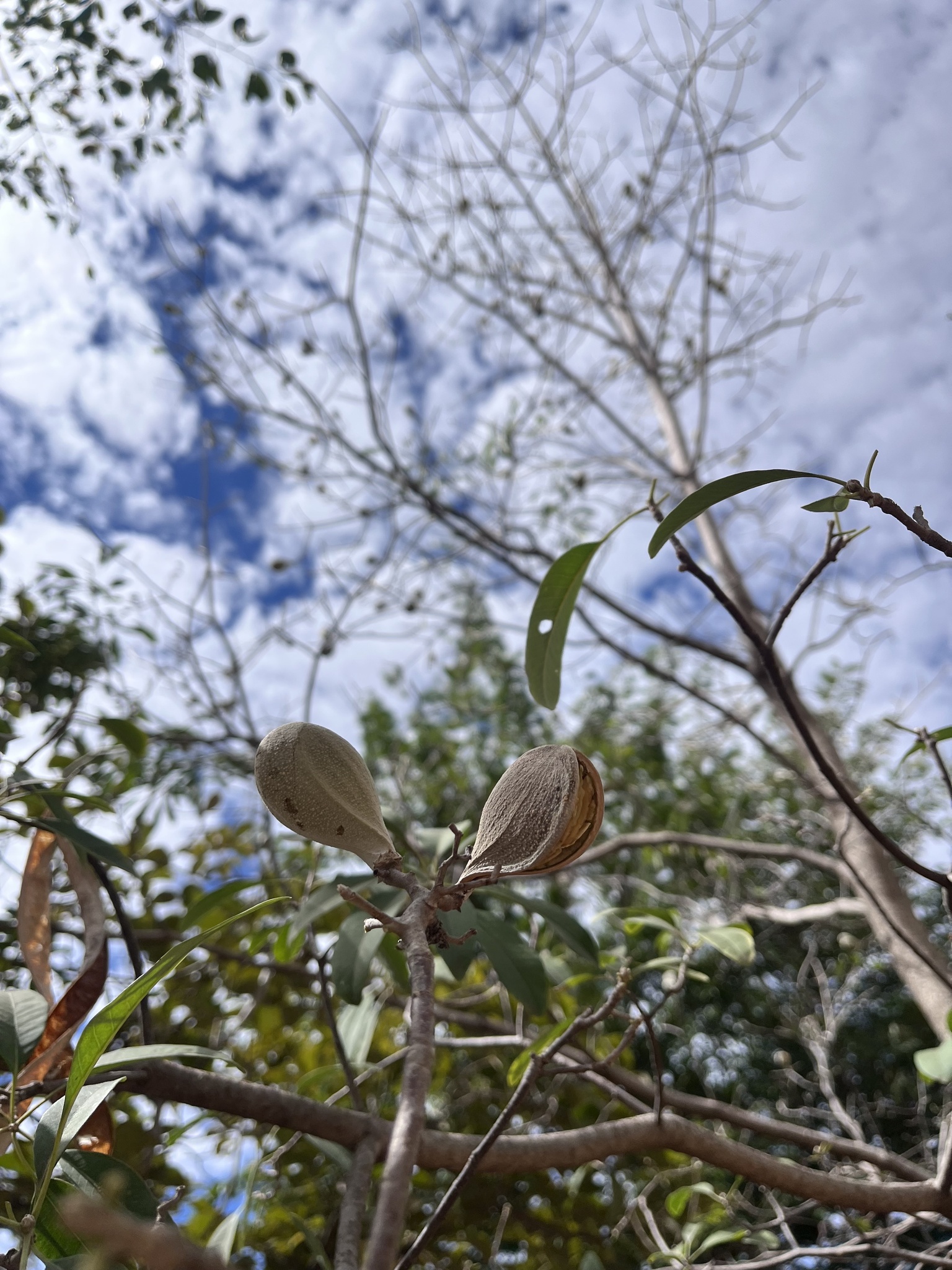 Photo of Aspidosperma (5/6)