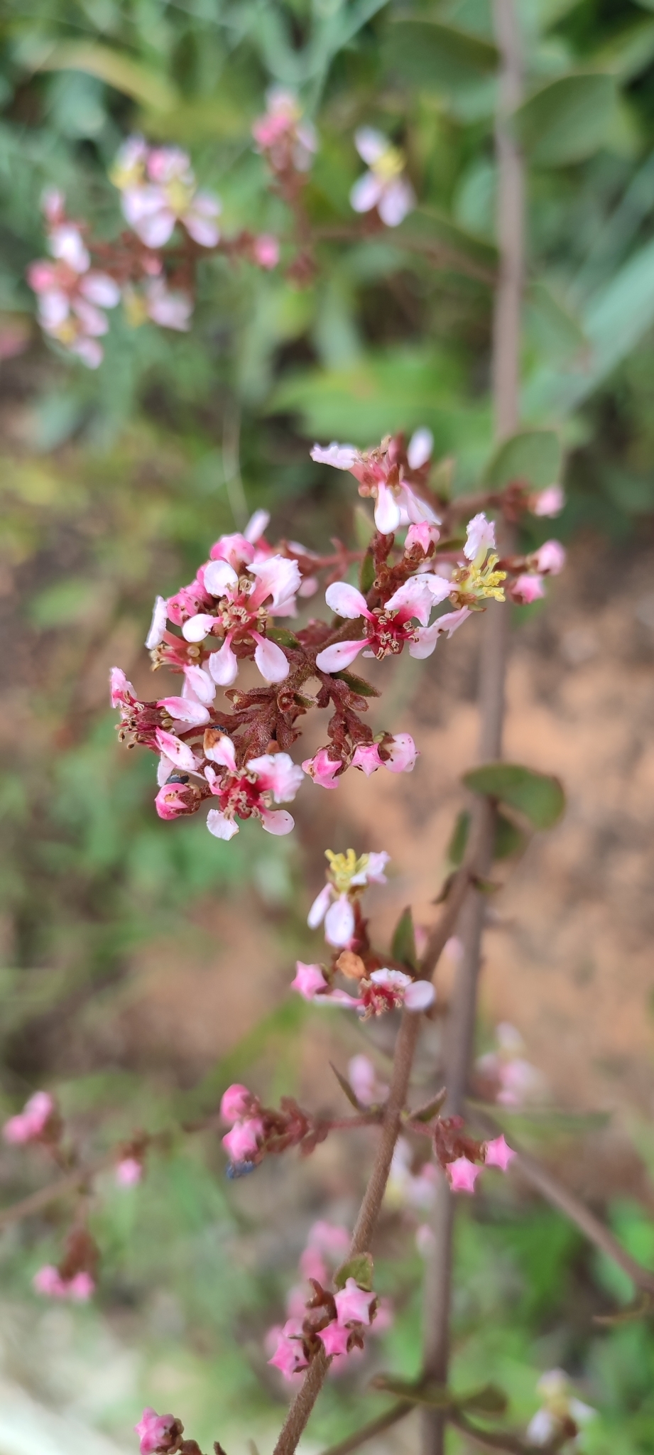 Photo of Heteropterys campestris (4/12)