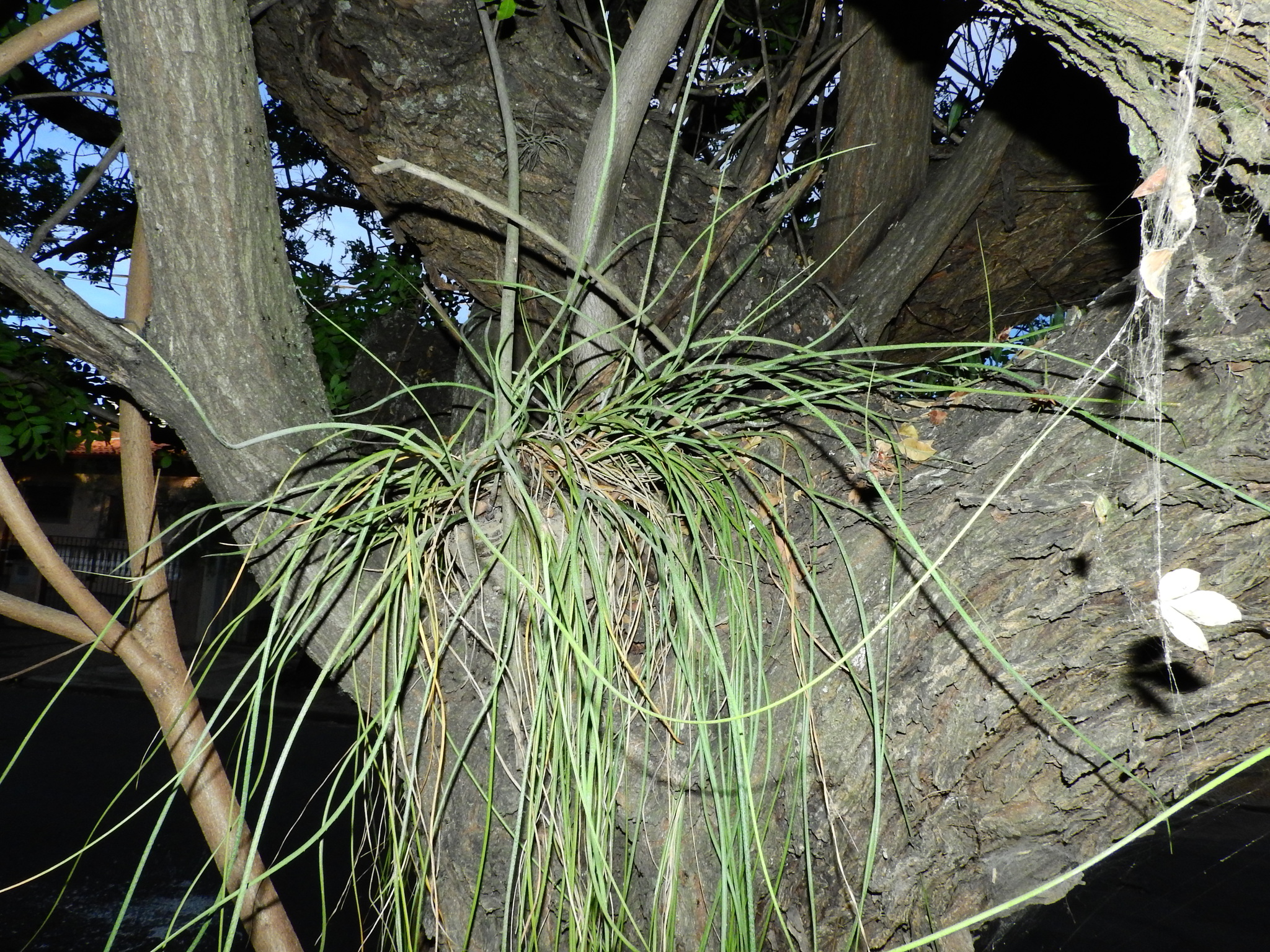 Photo of Acanthostachys strobilacea