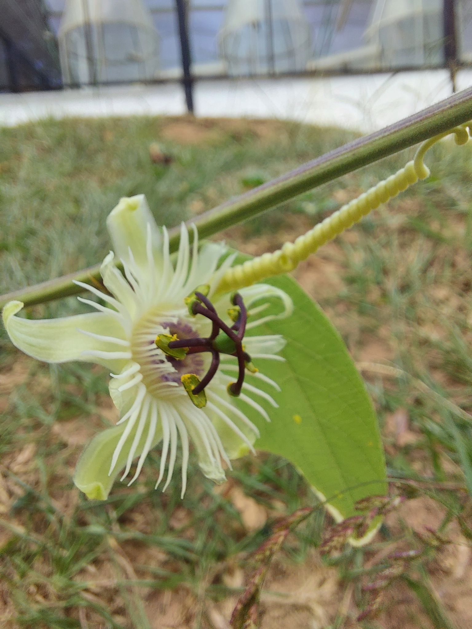 Photo of Passiflora pohlii (5/6)