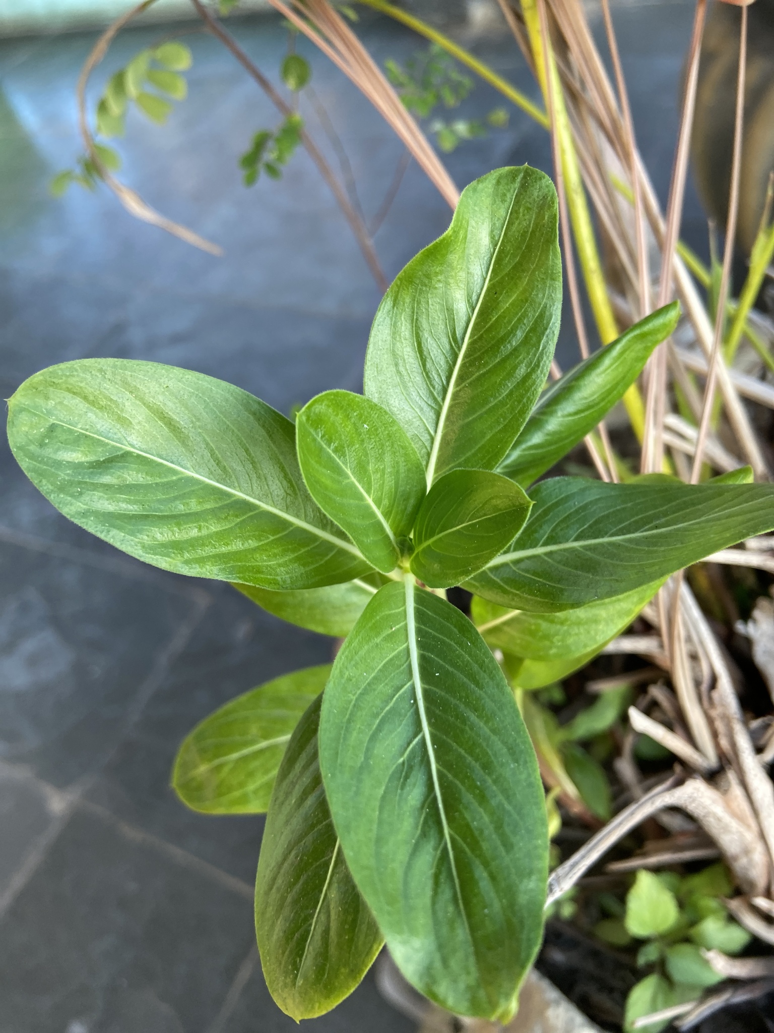 Photo of Madagascar Periwinkle (8/12)