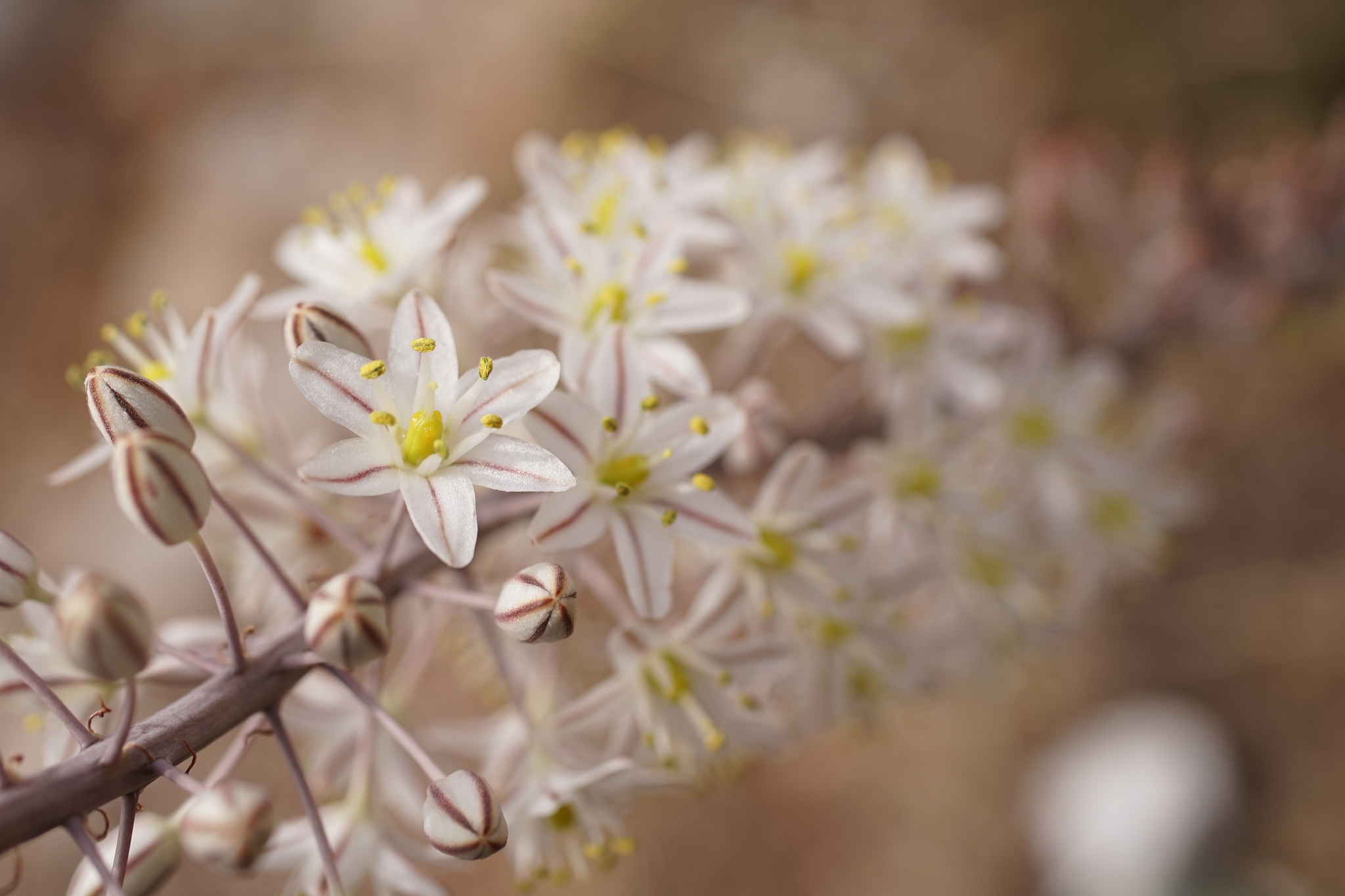 Photo of sea squill (7/10)