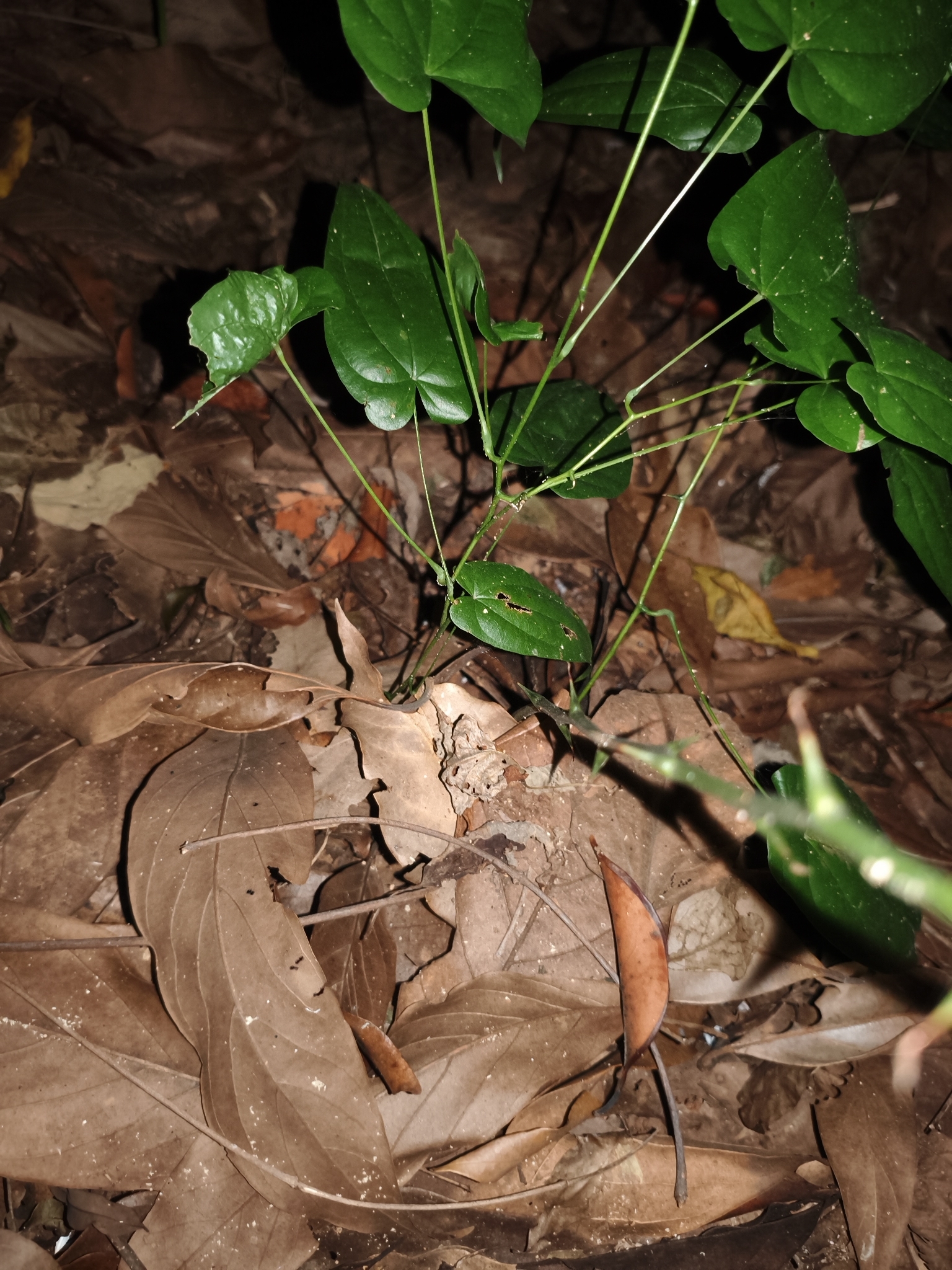 Photo of Dioscorea (4/7)