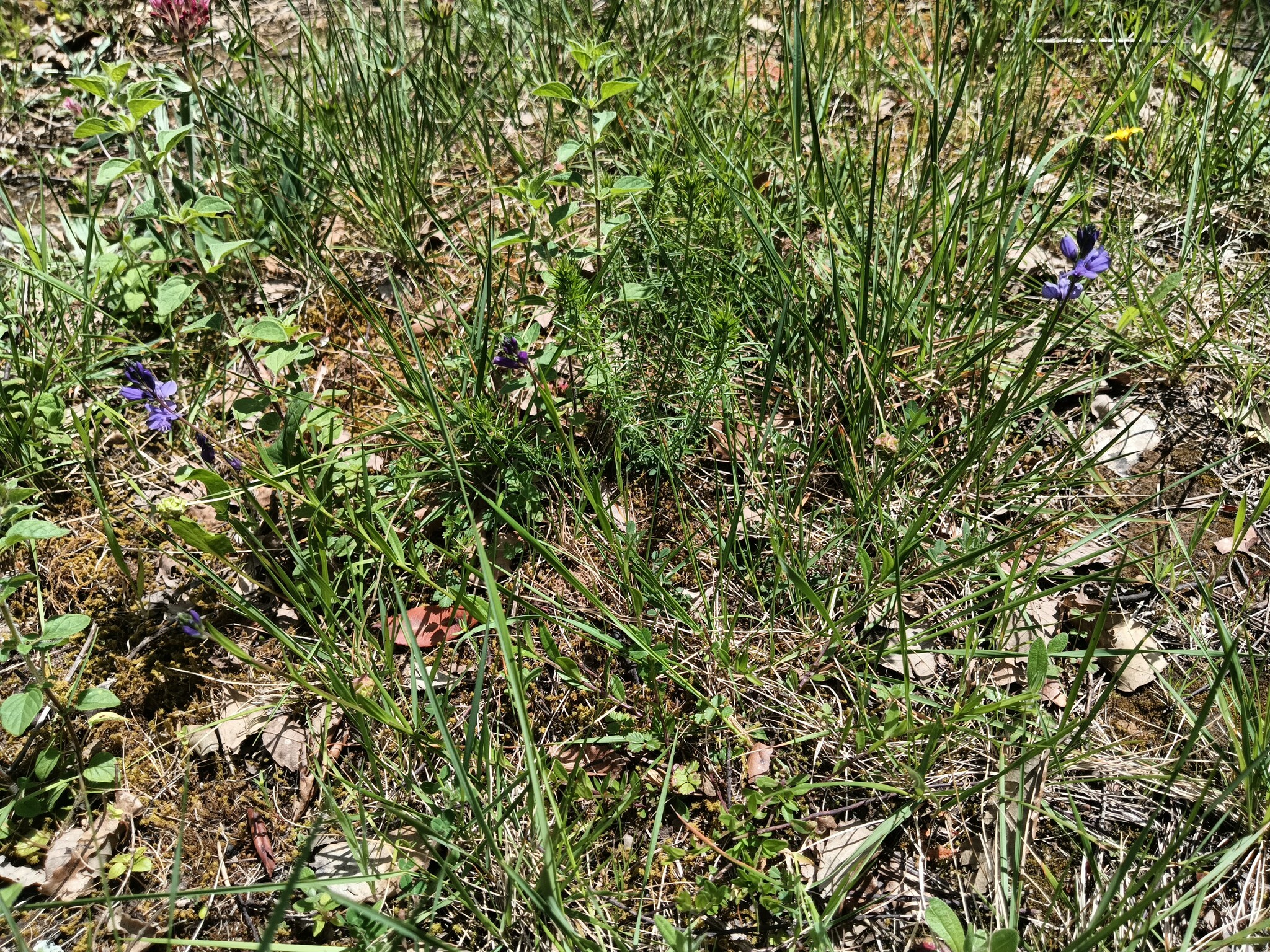 Photo of Common Milkwort (5/6)