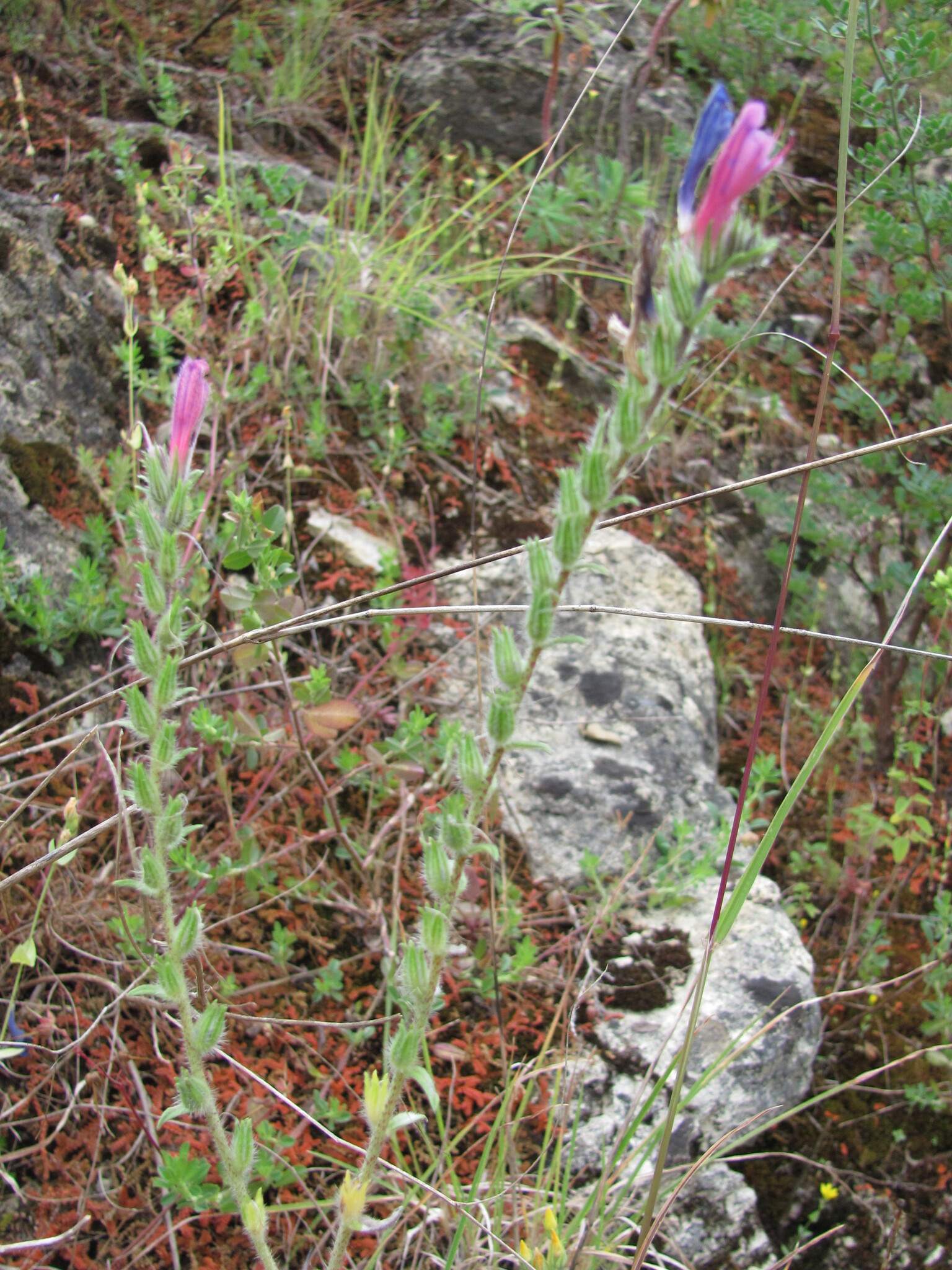 Photo of Echium tuberculatum (12/12)