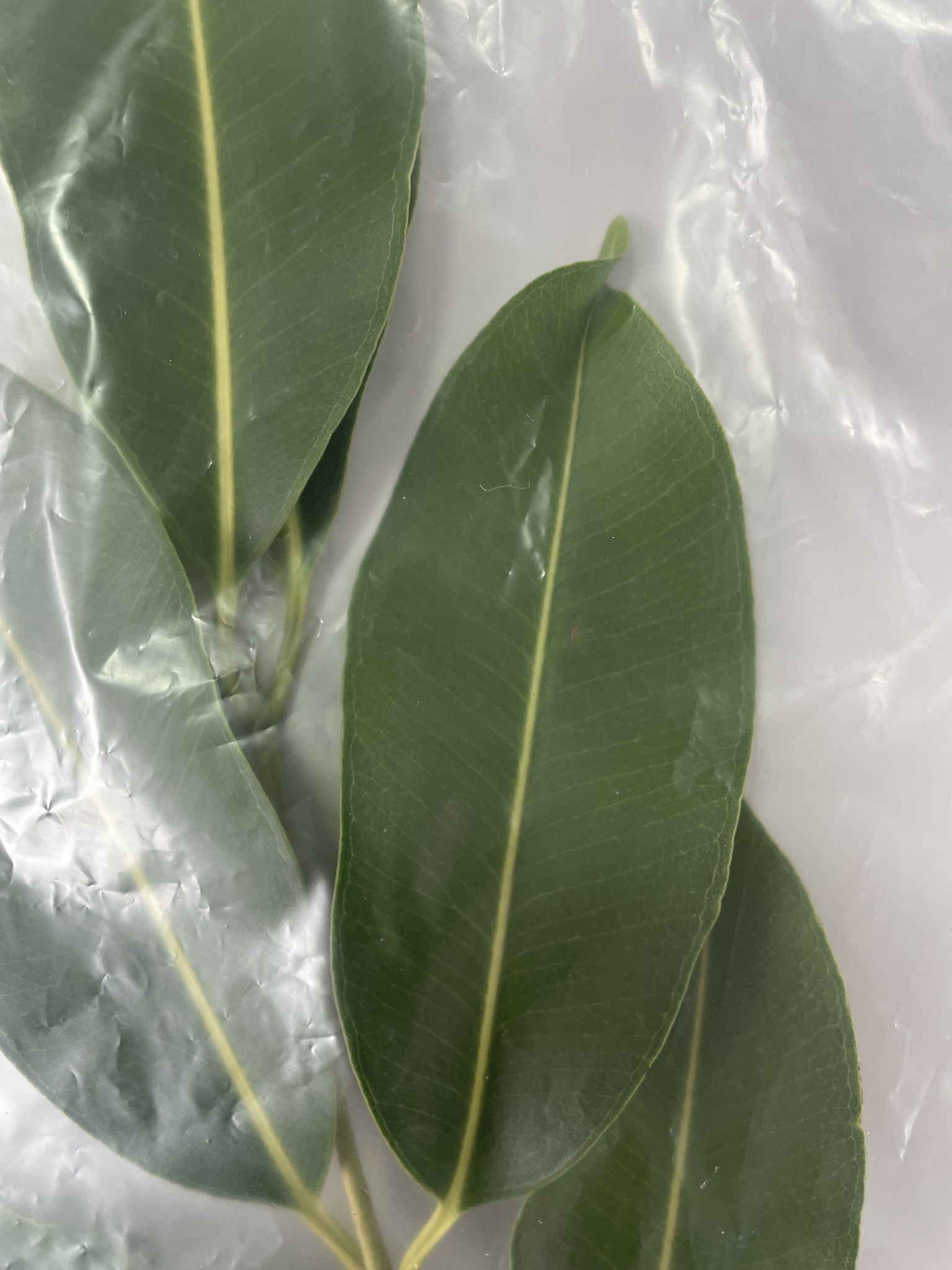 Photo of Java plum (1/12)