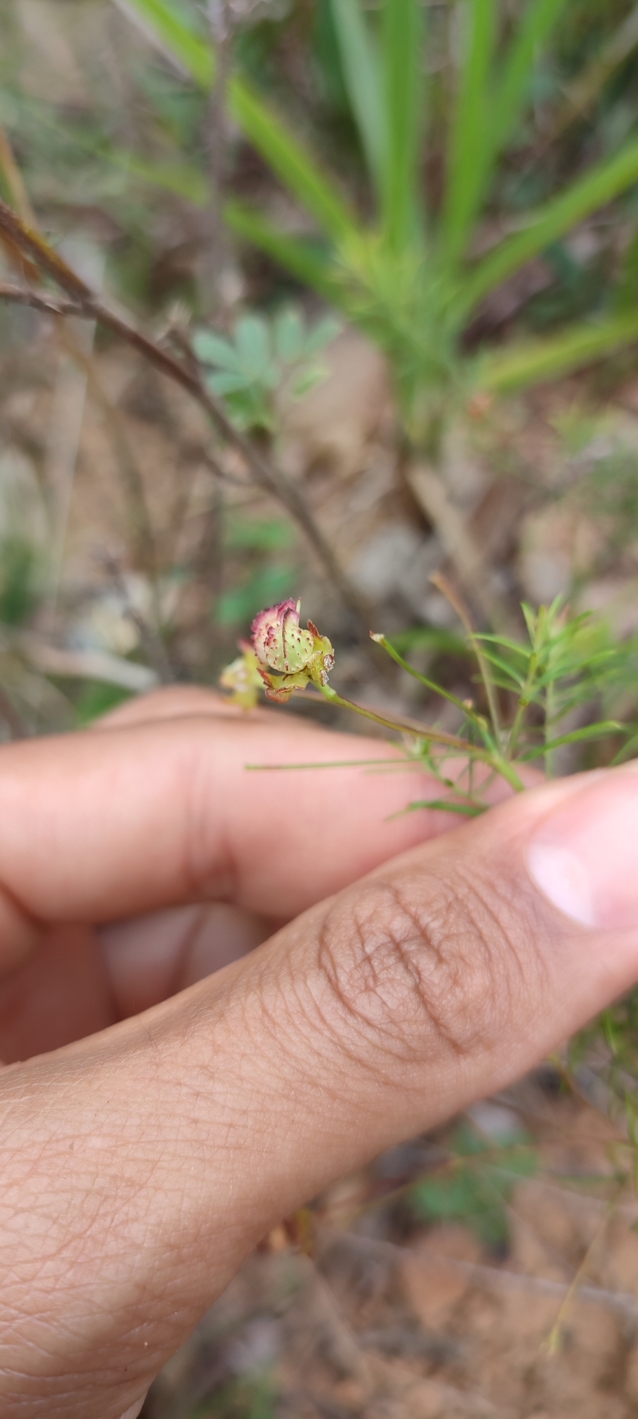 Photo of Camarea ericoides (3/8)