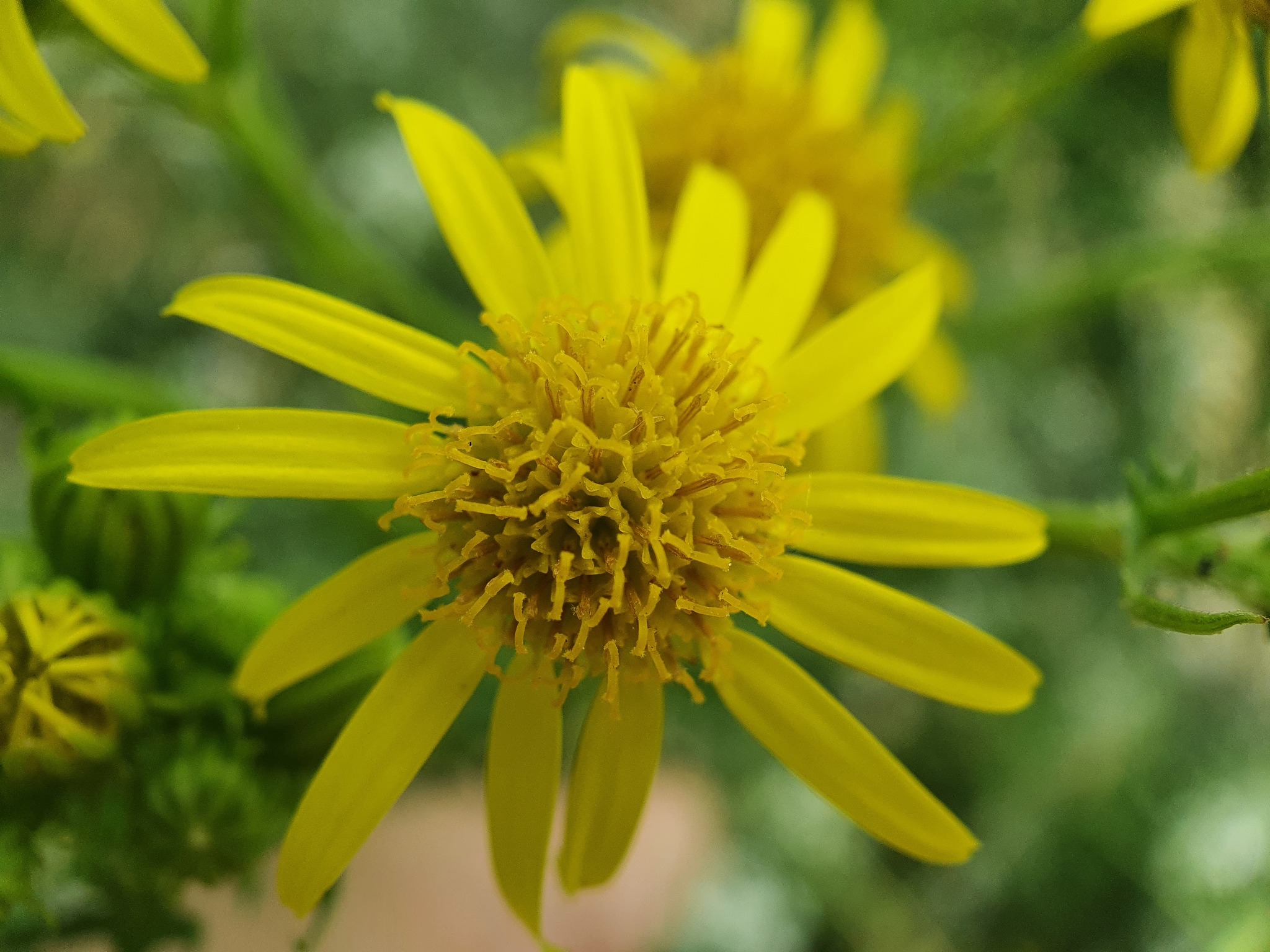 Photo of ragwort (5/9)