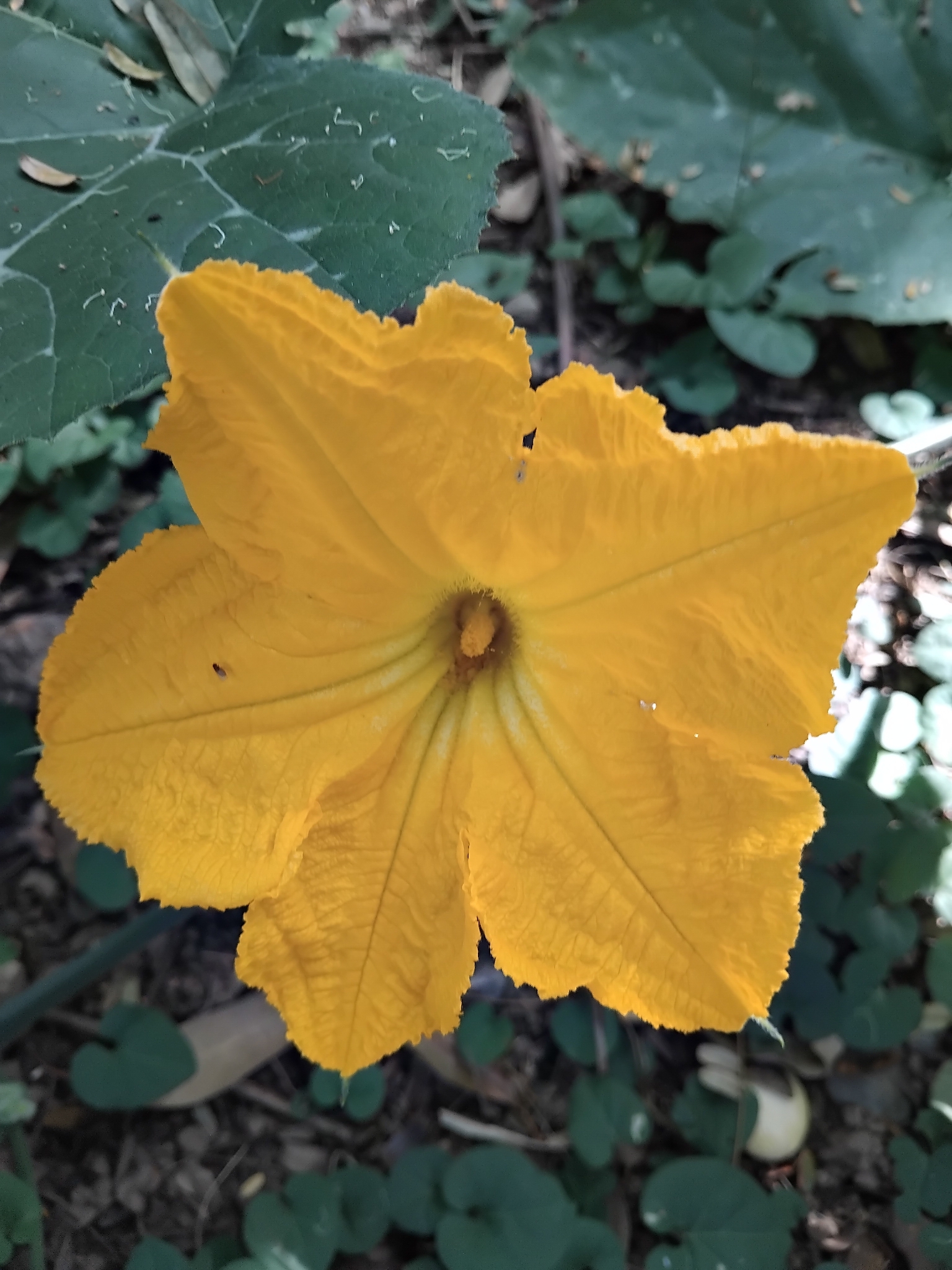 Photo of Cucurbita (2/7)