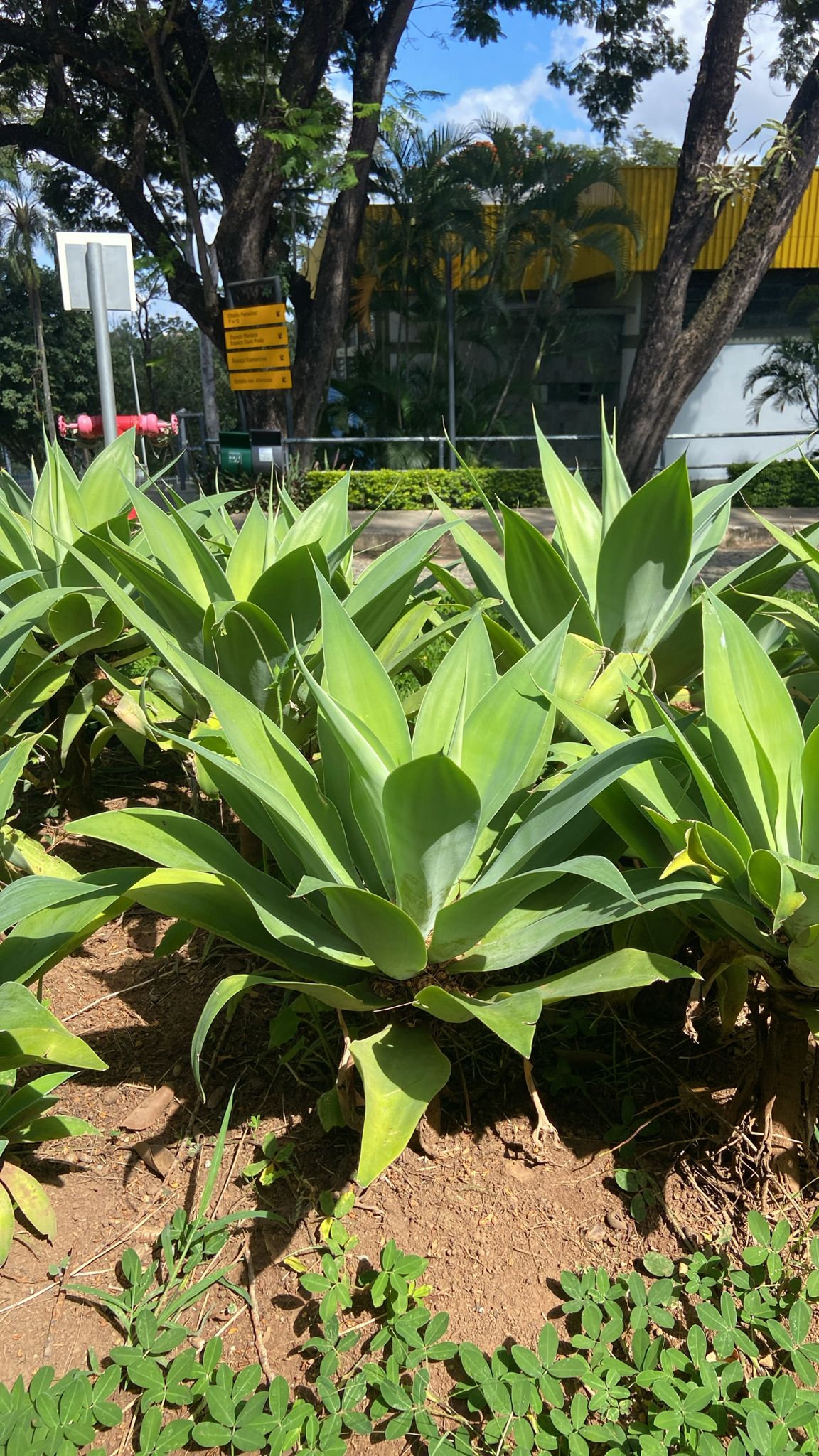 Photo of Swan-neck Agave (4/12)