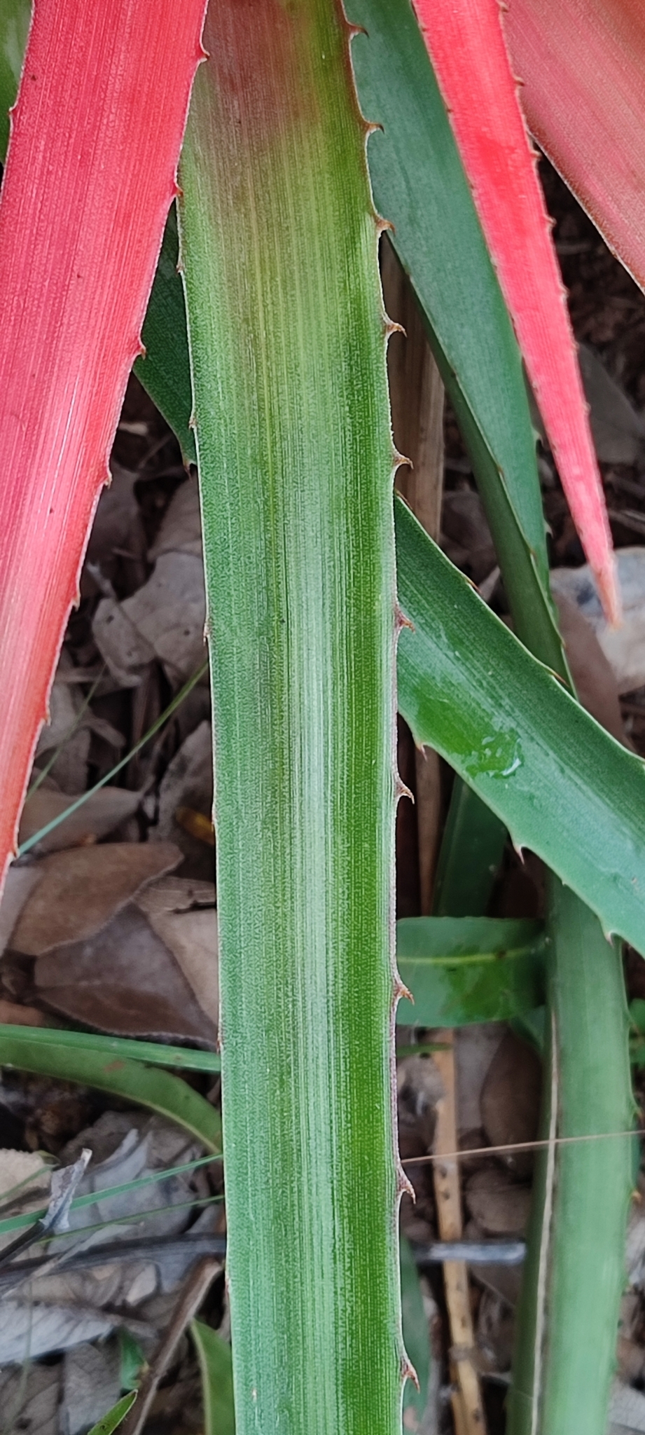 Photo of Bromelia goyazensis (8/12)