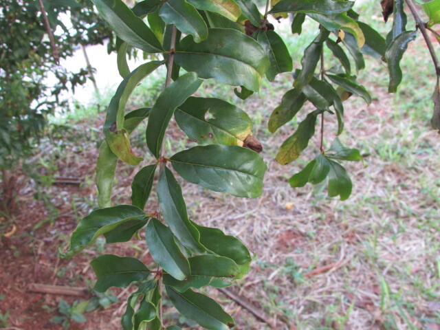 Photo of pomegranate (6/6)