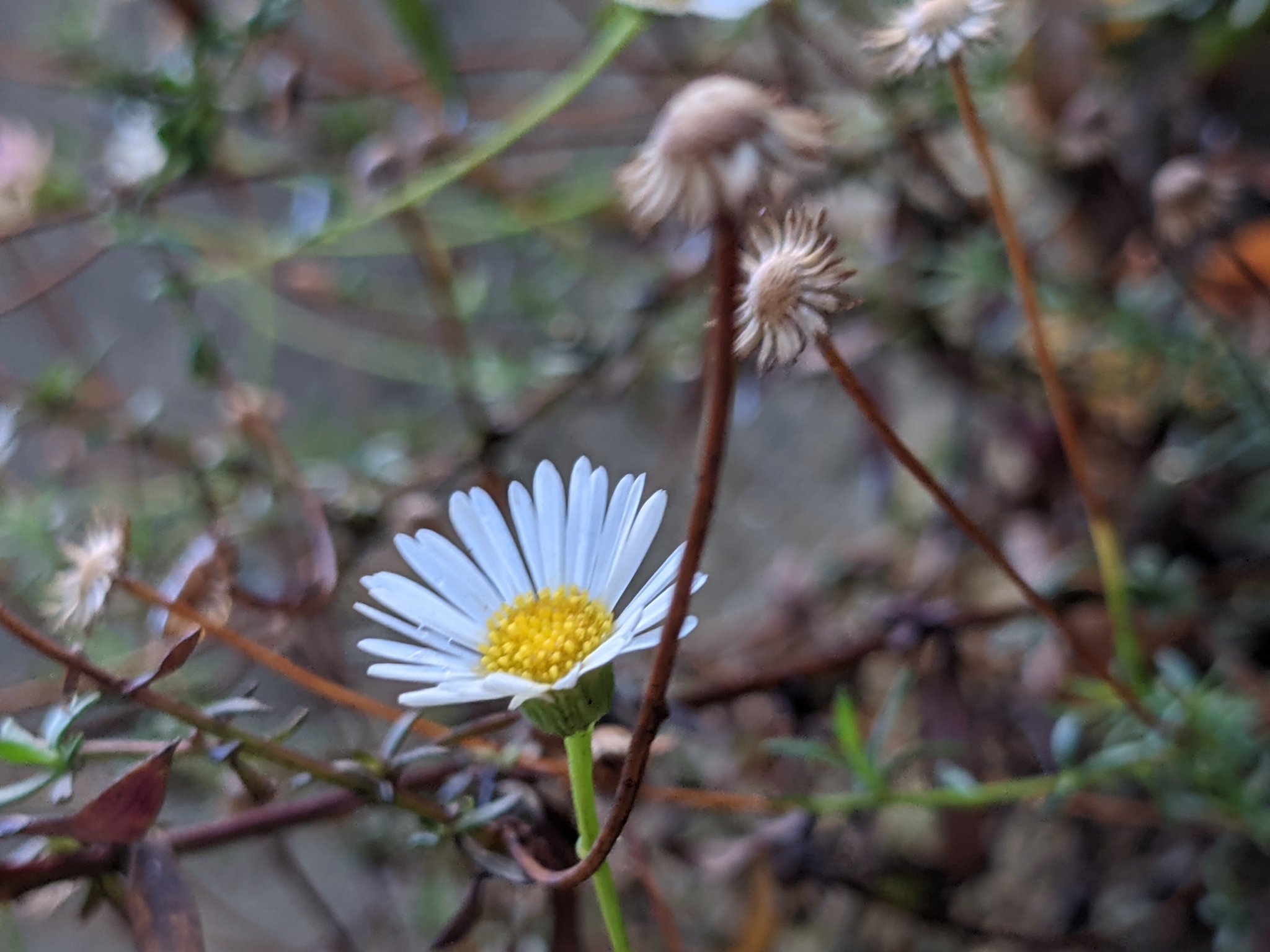 Photo of Mexican Fleabane (2/12)