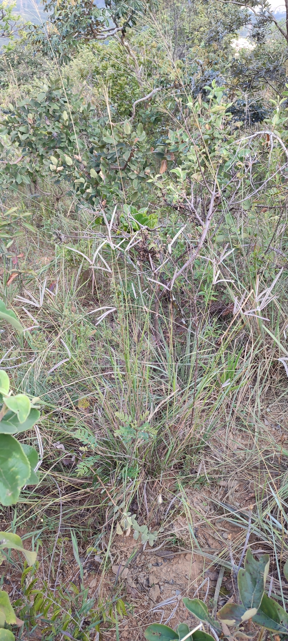 Photo of Paspalum eucomum (7/12)