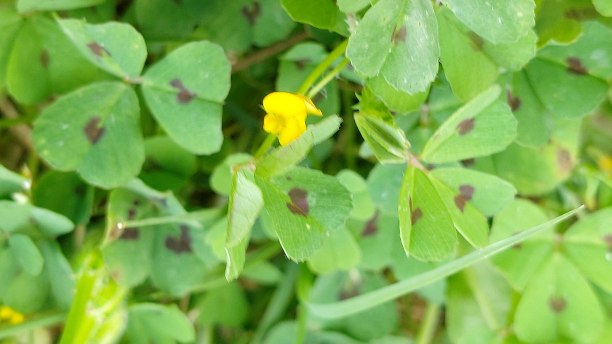 Photo of Spotted medick (3/12)