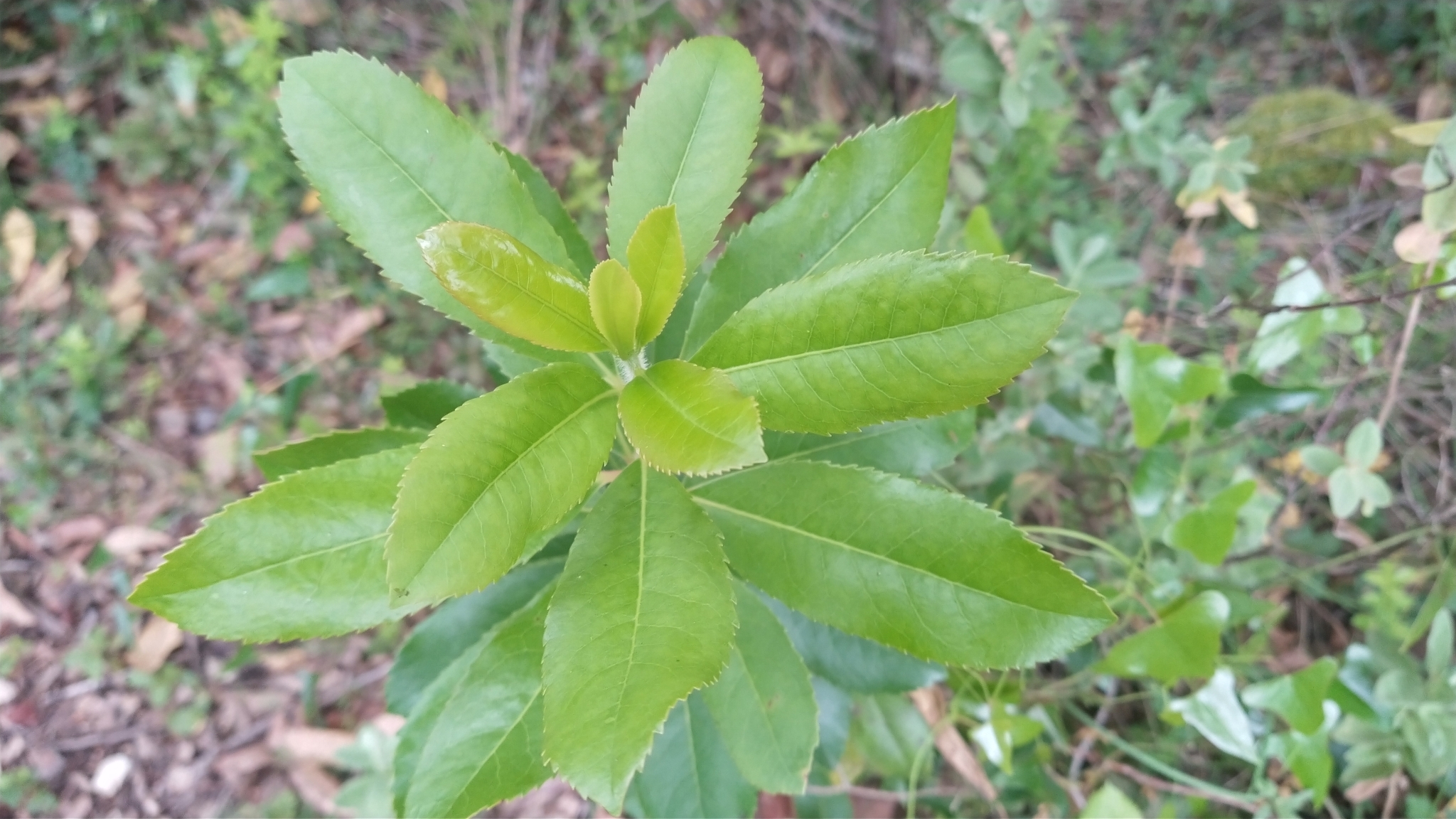 Photo of strawberry tree (4/10)