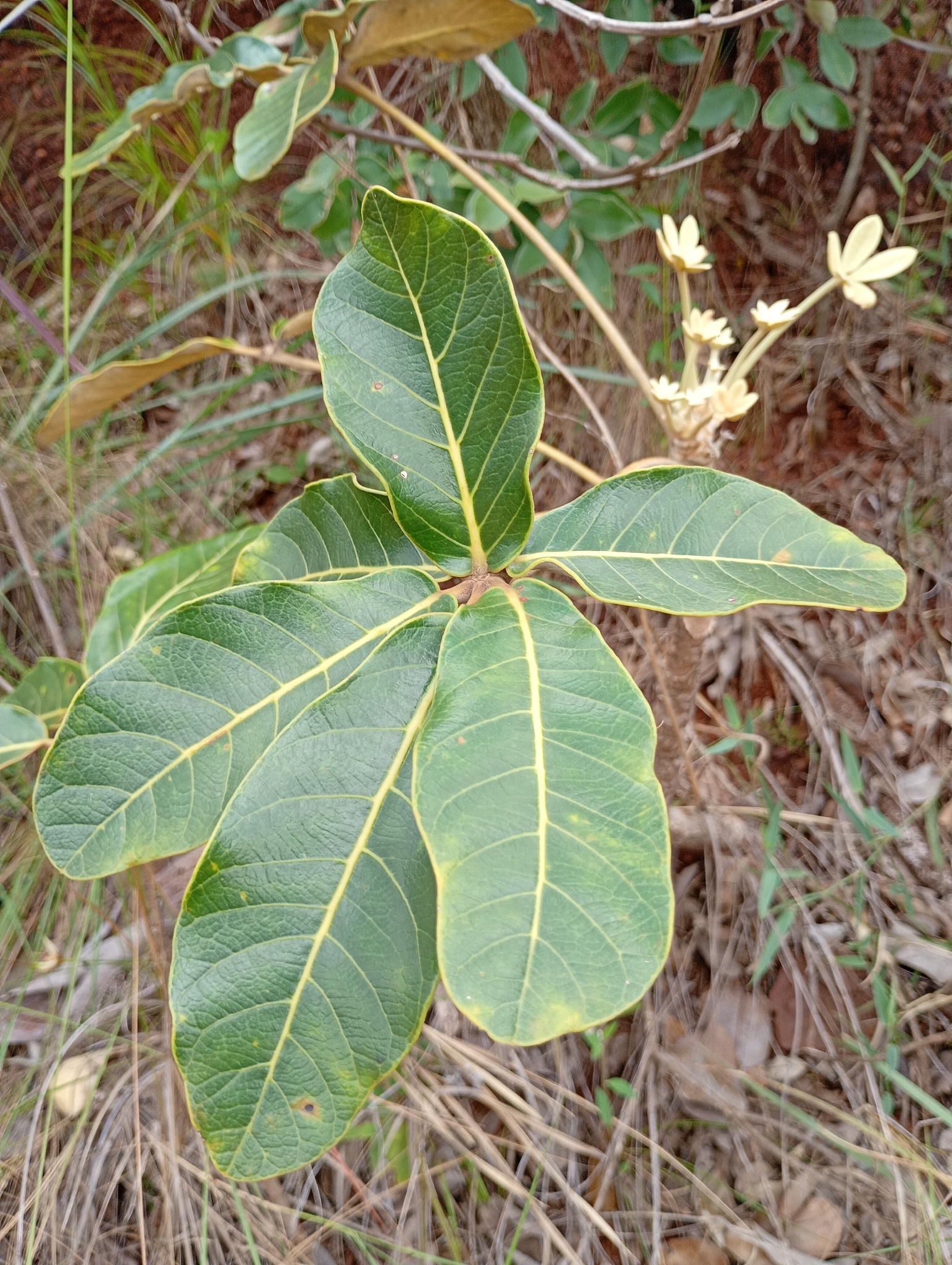 Photo of Plantae (1/5)