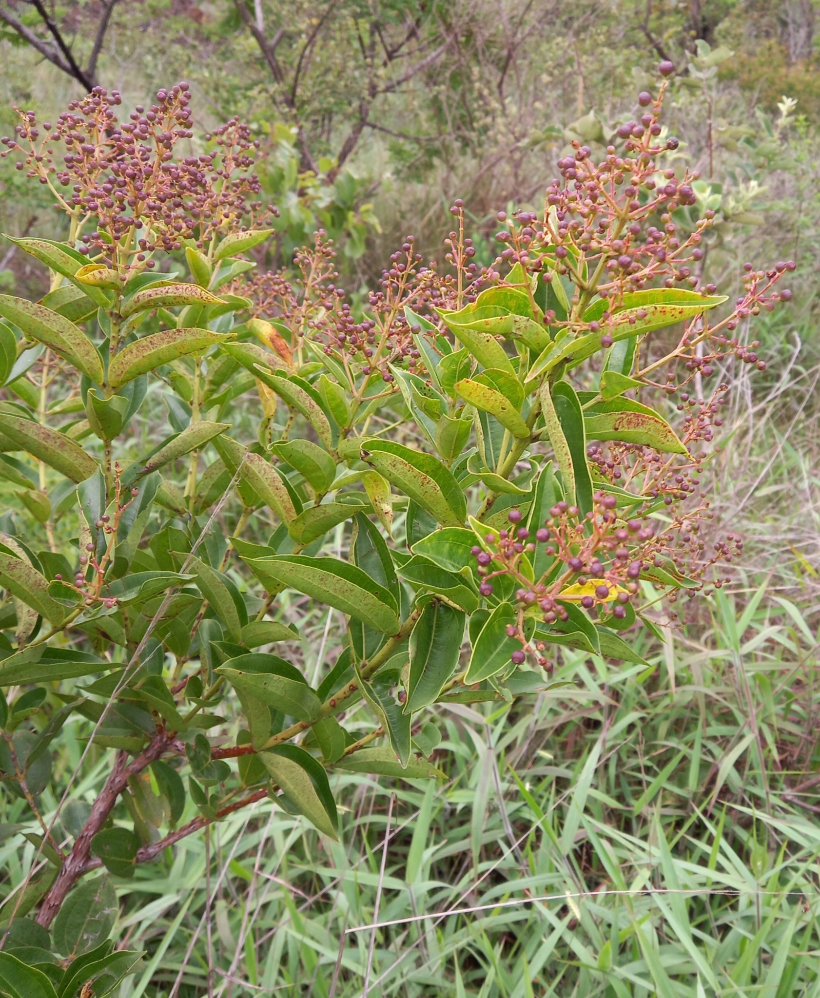 Photo of Magnoliopsida (4/5)