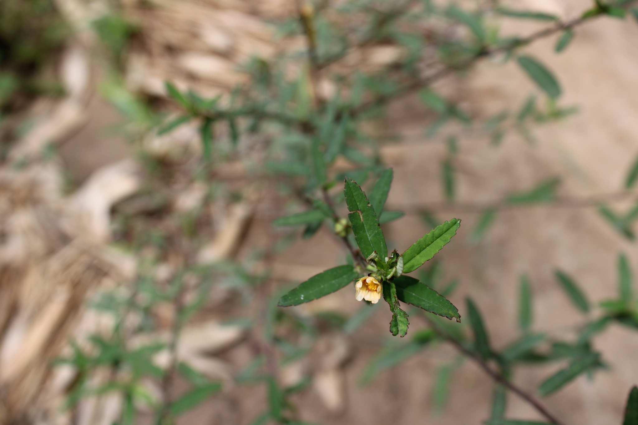 Photo of Sida (2/7)