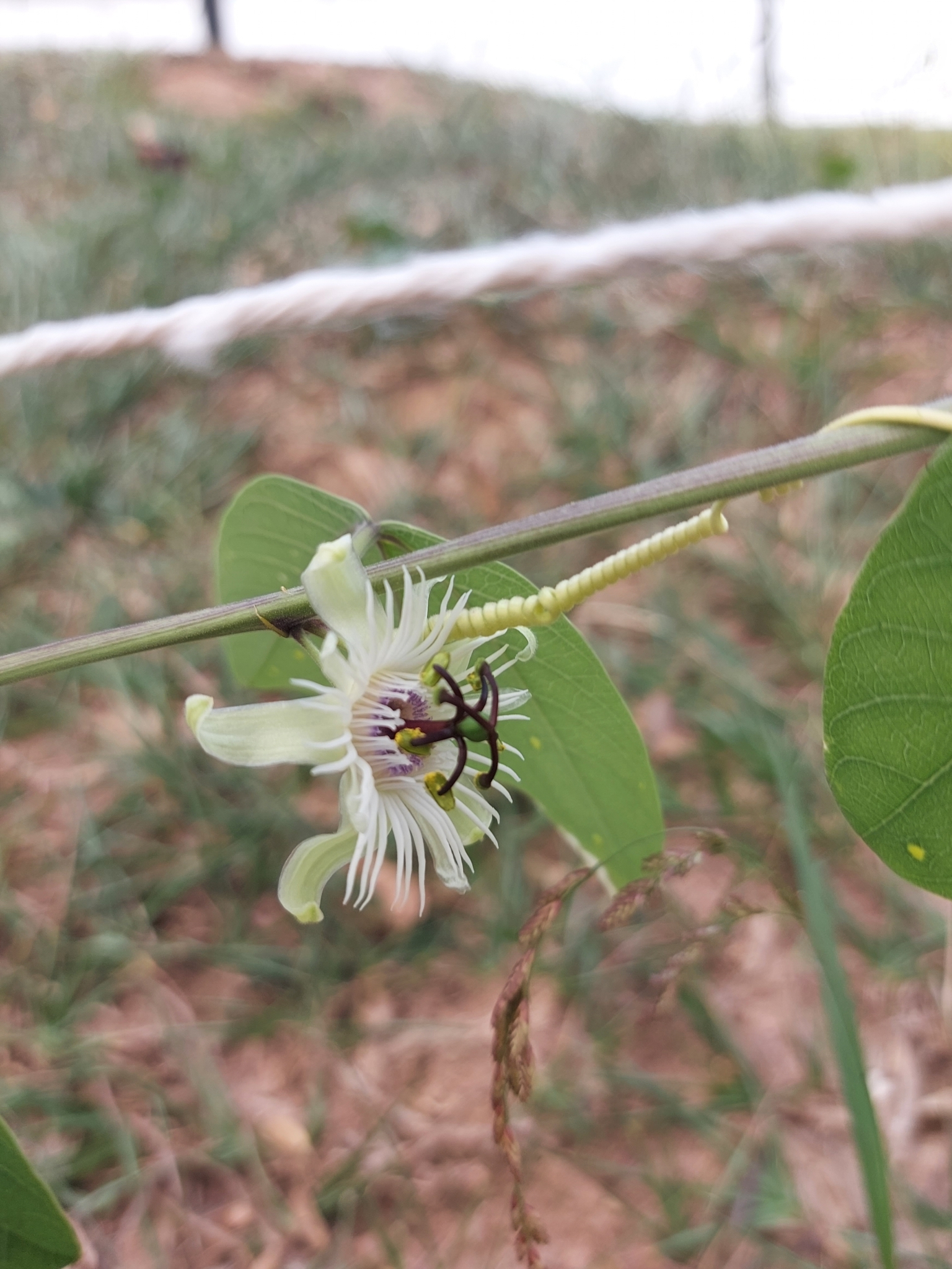 Photo of Passiflora pohlii (3/6)
