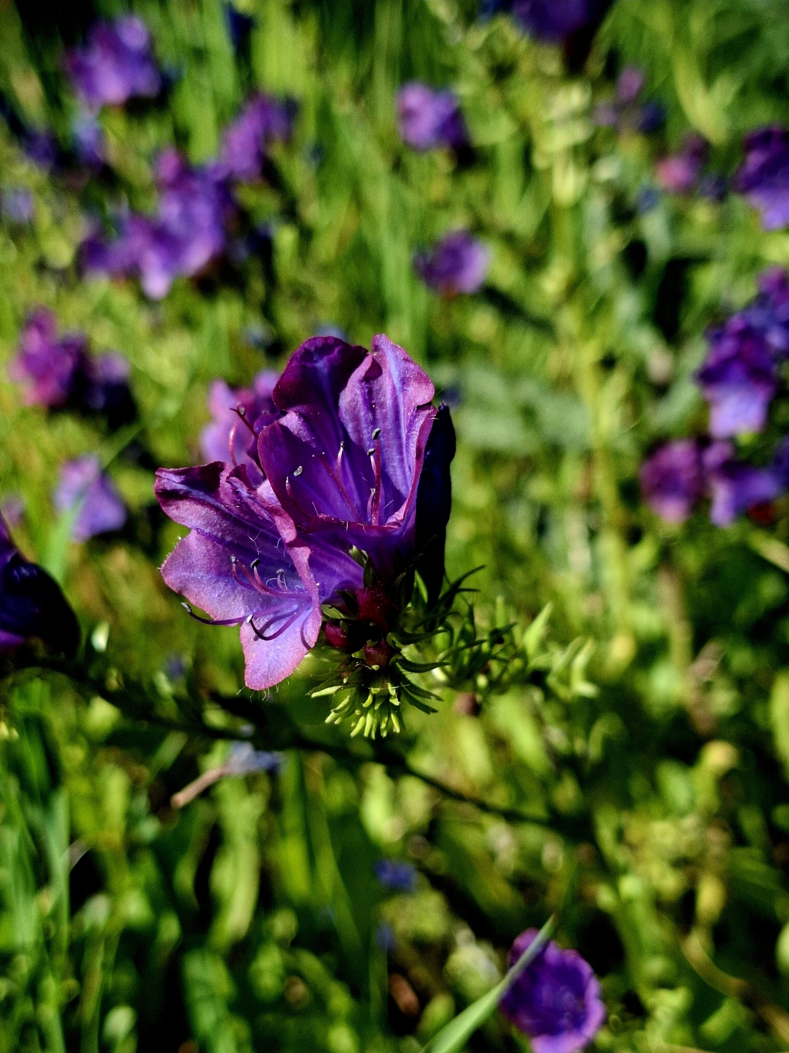 Photo of purple viper's-bugloss (9/12)