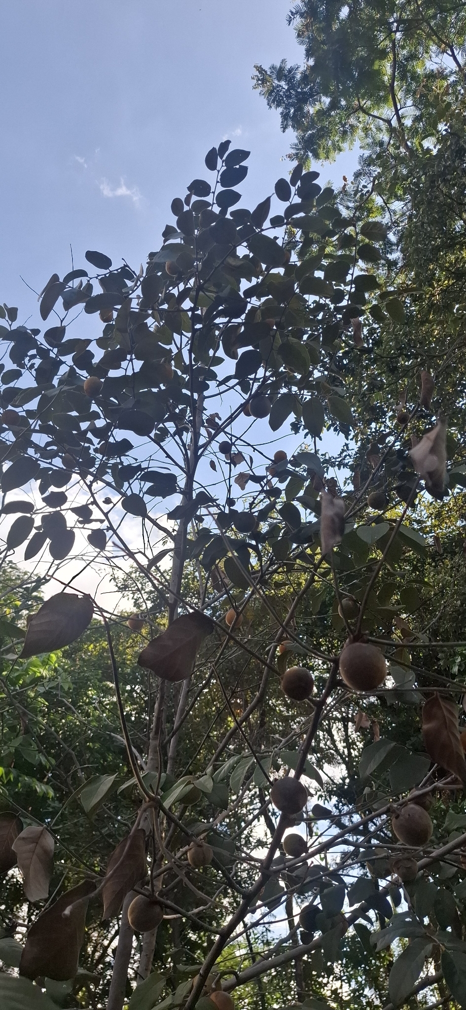 Photo of Diospyros lasiocalyx (6/12)
