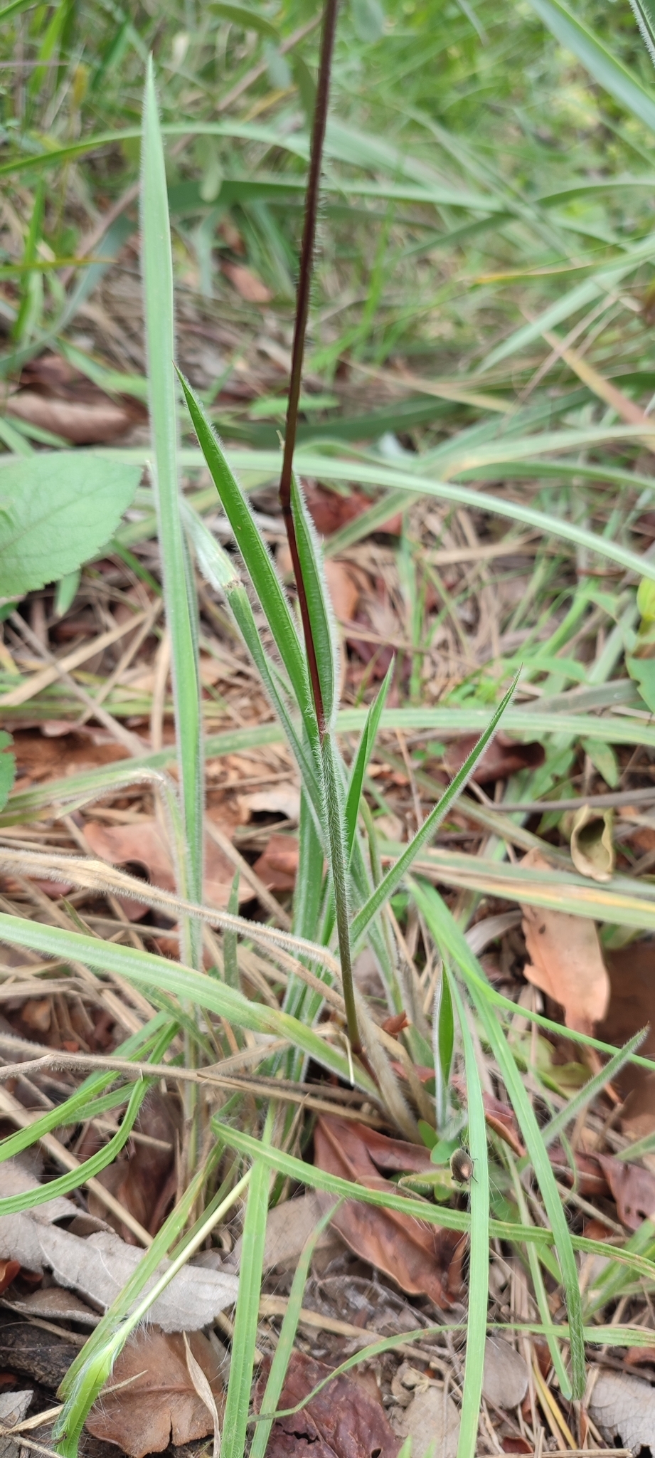Photo of Eragrostis polytricha (5/12)