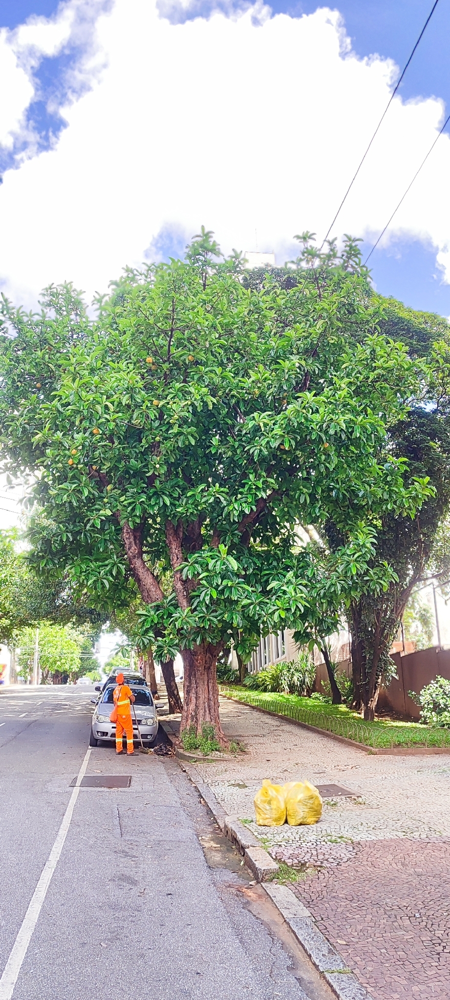 Photo of elephant apple (3/9)
