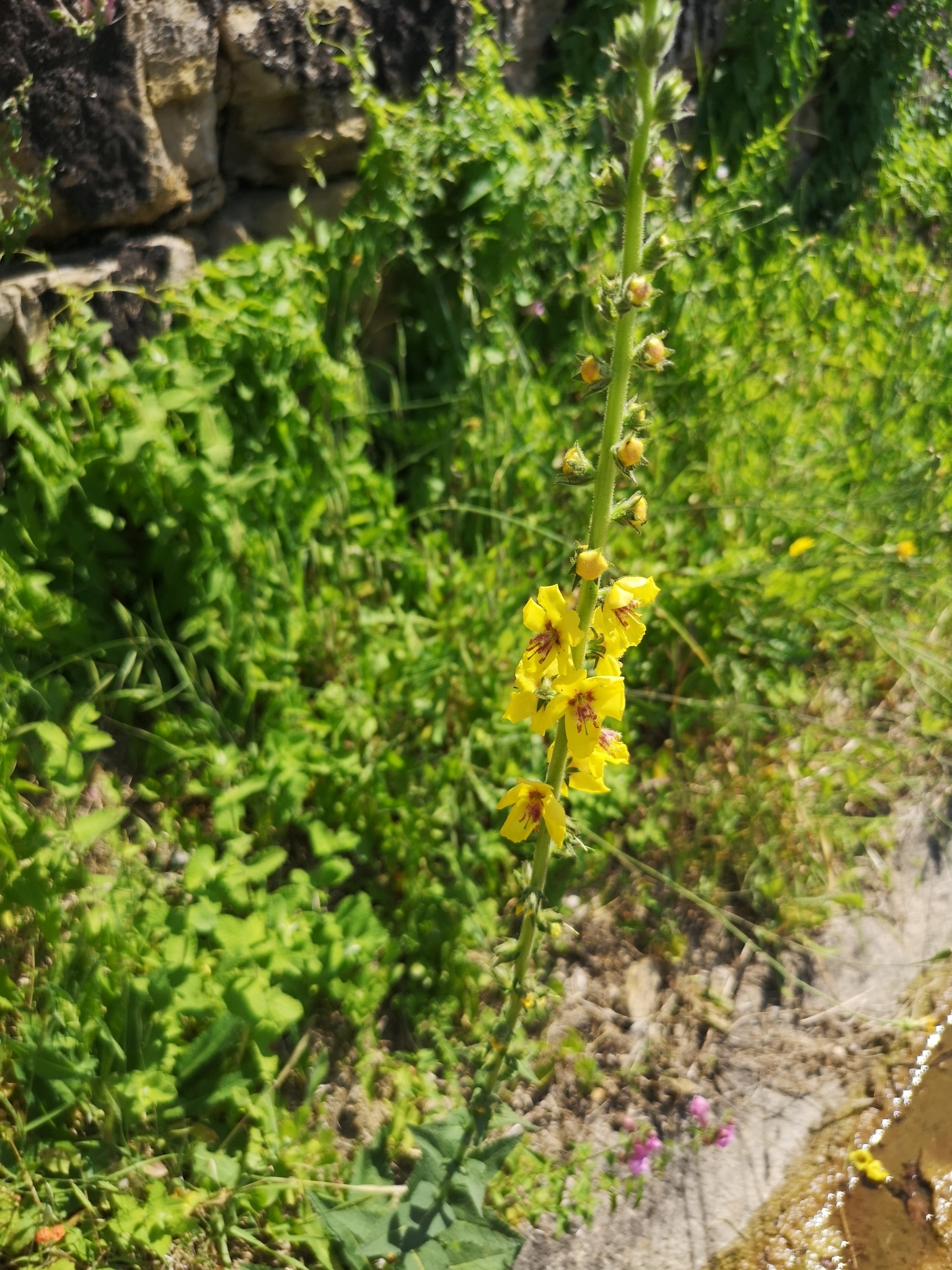 Photo of Wand Mullein (7/8)