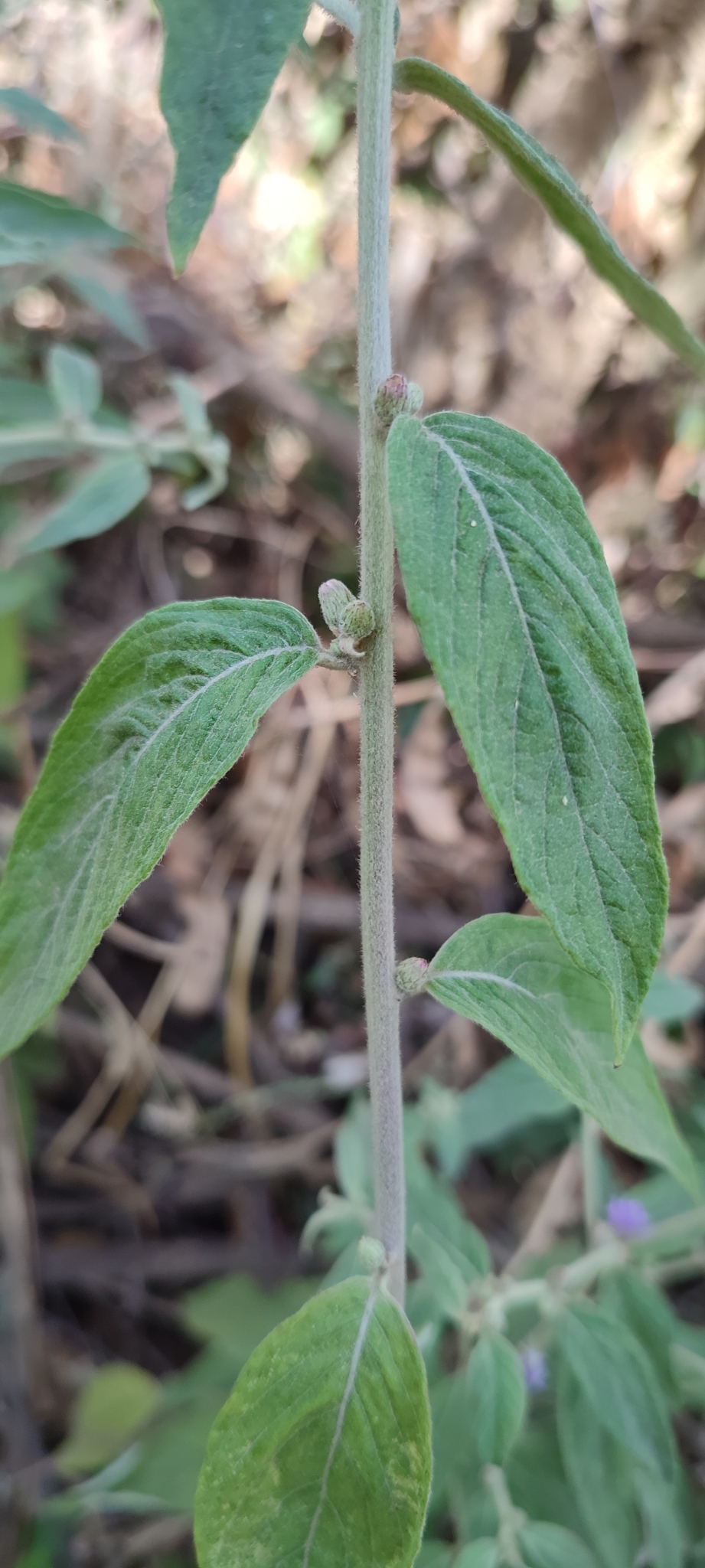 Photo of Lepidaploa chamissonis (4/12)