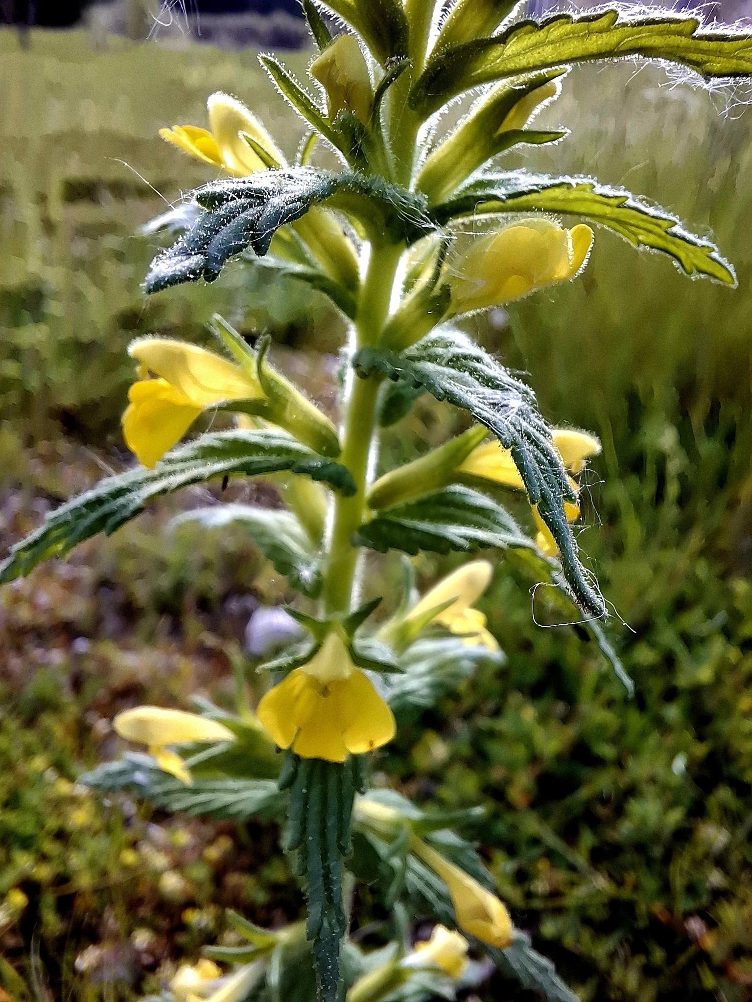 Photo of Yellow Glandweed (1/12)