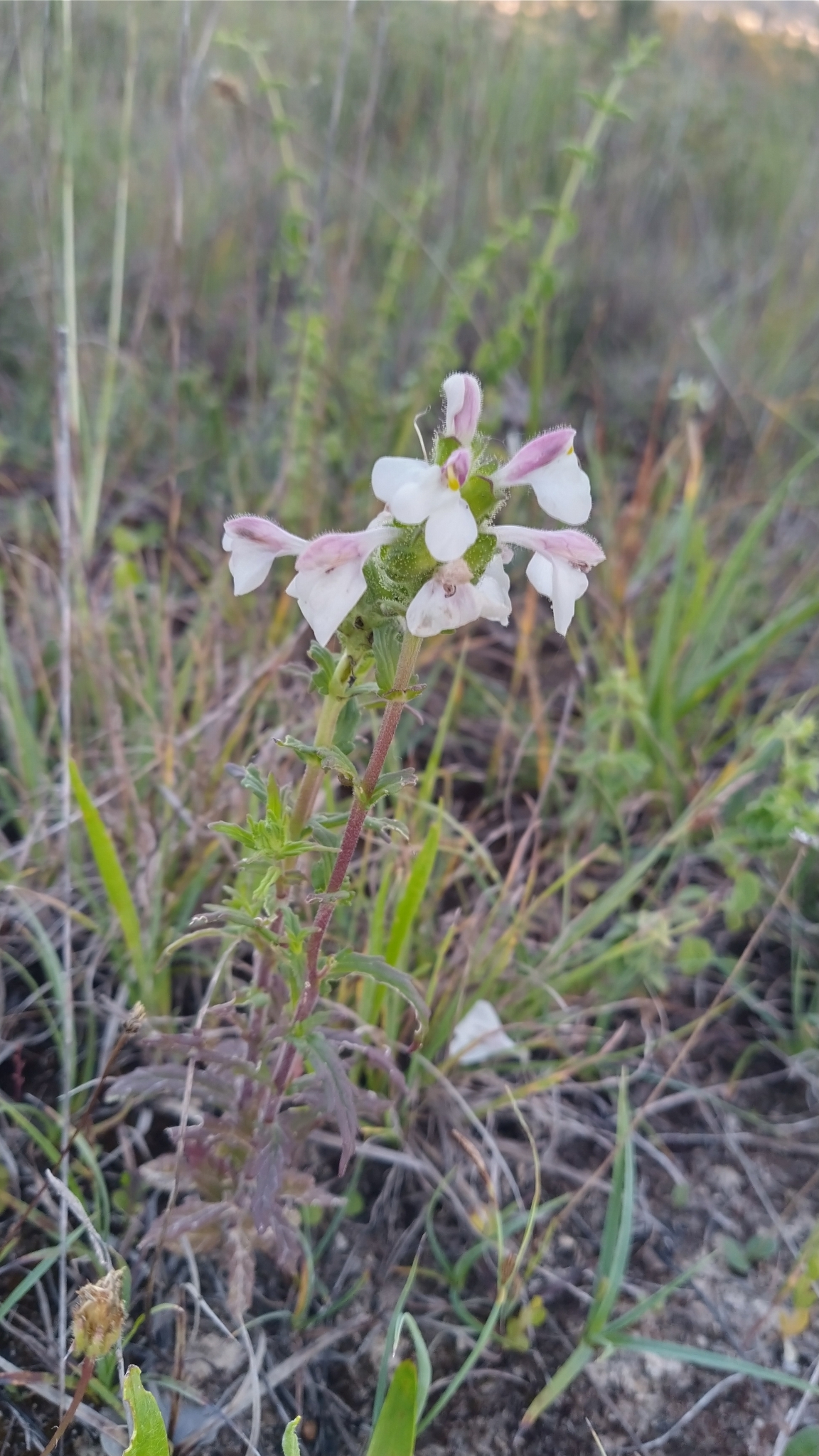 Photo of Mediterranean lineseed (2/10)