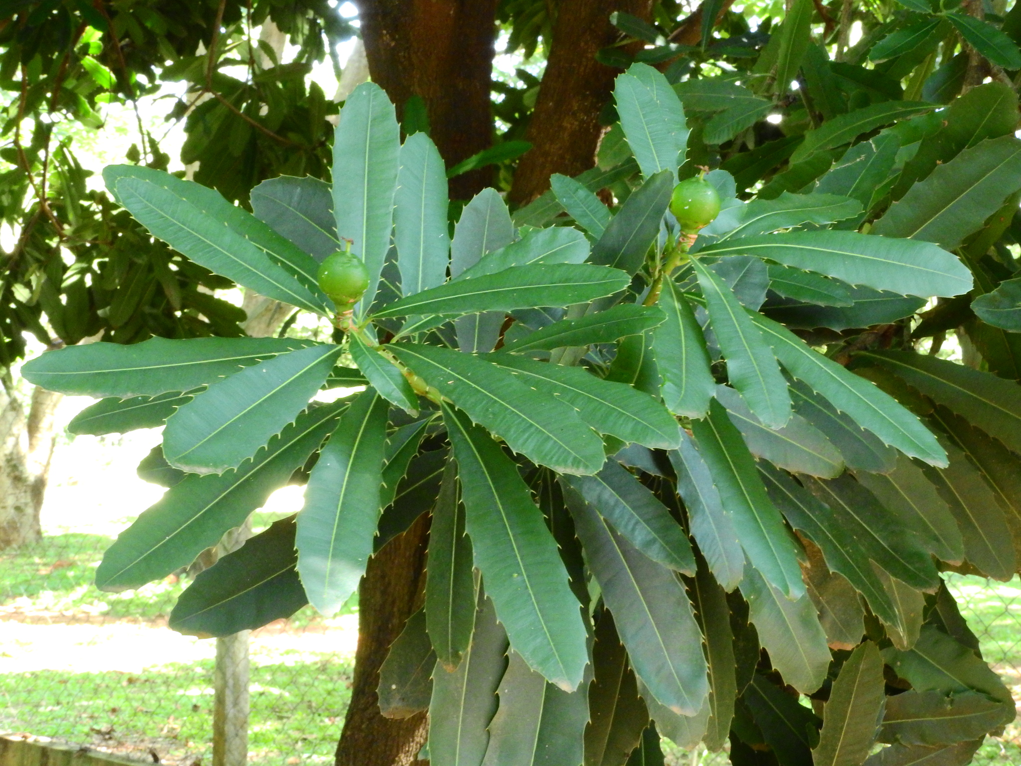 Photo of Pachystroma longifolium (6/7)