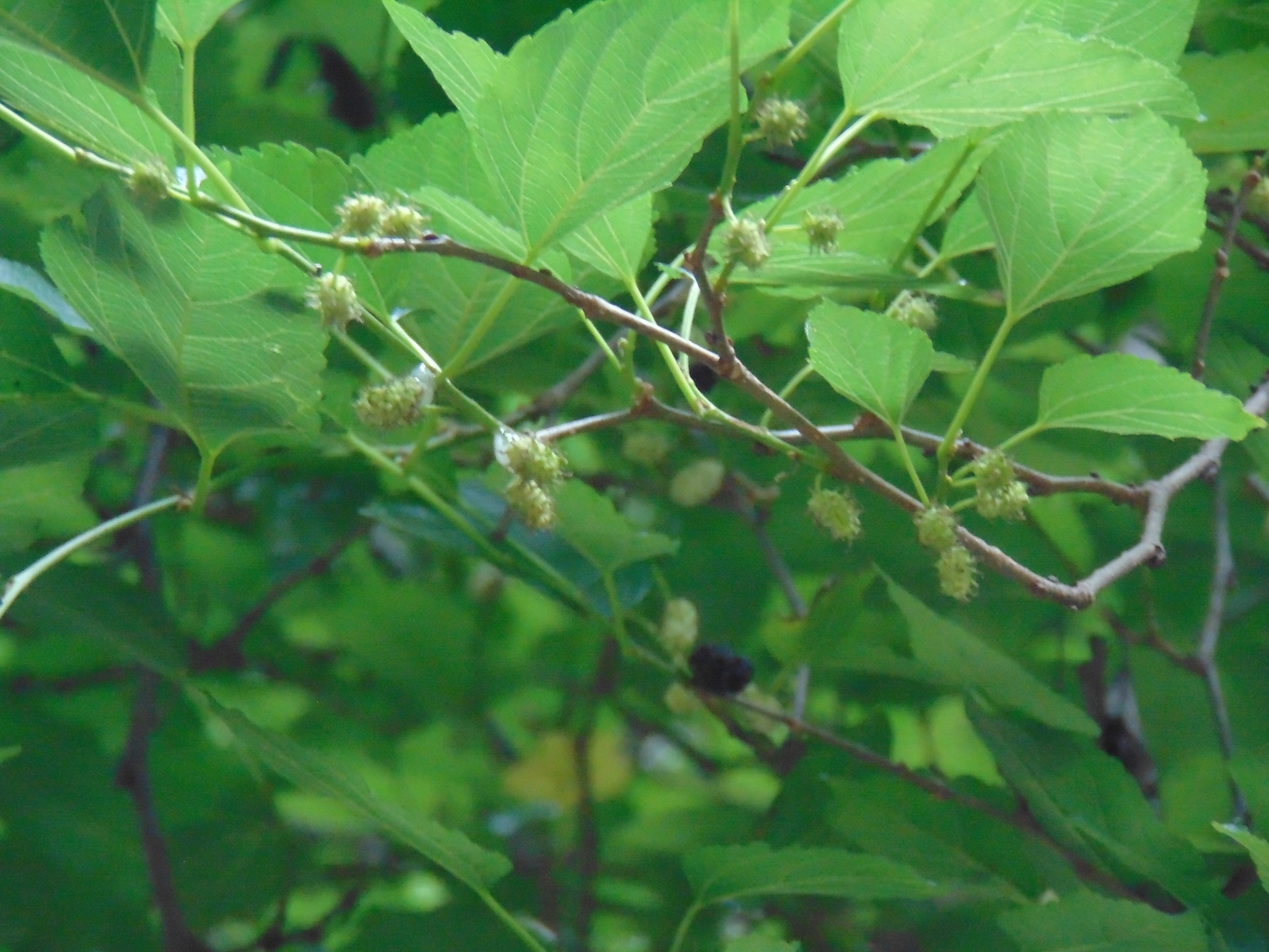 Photo of white mulberry (1/6)