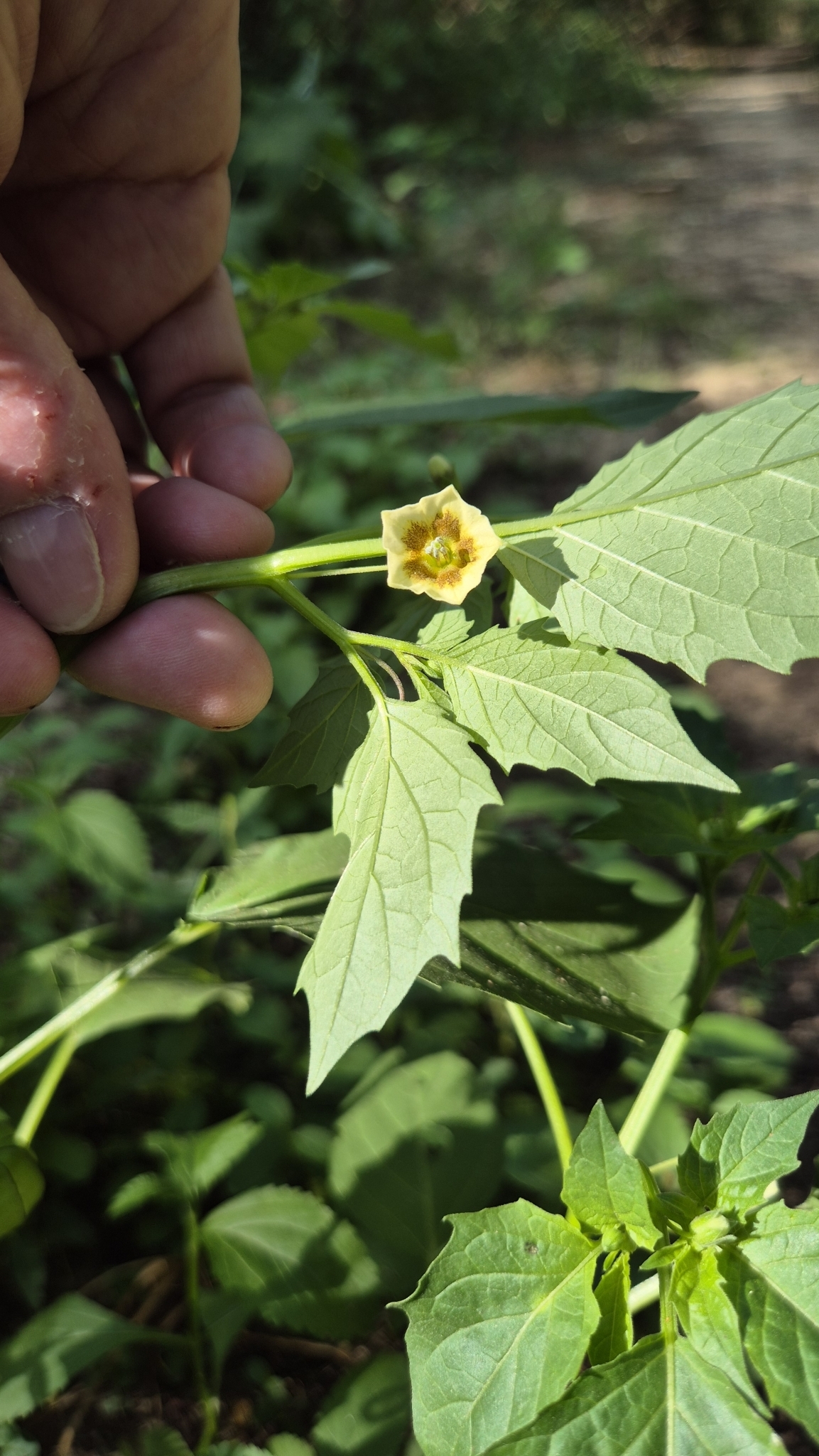 Photo of cutleaf groundcherry (1/7)