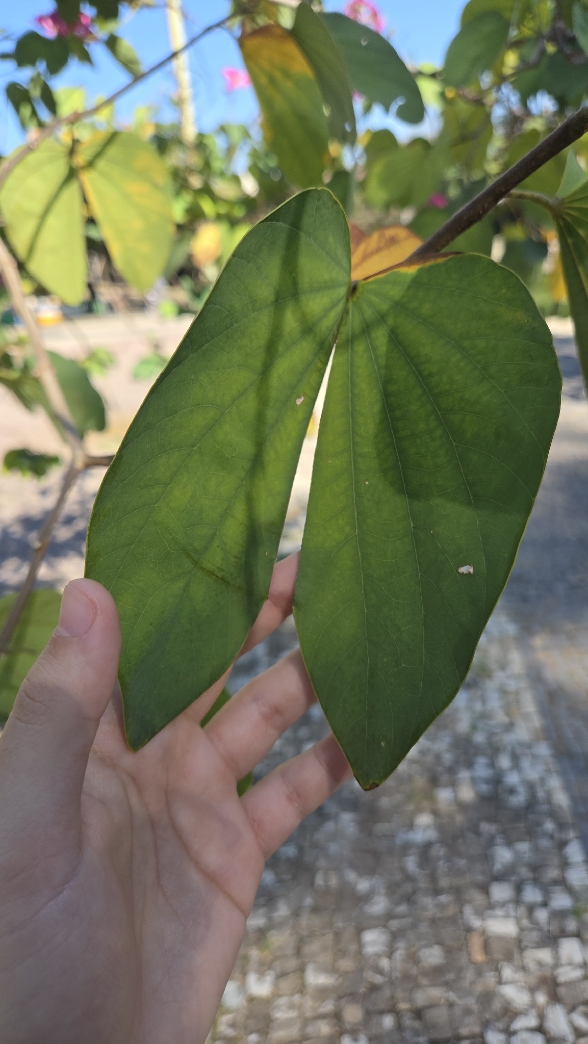 Photo of Brazilian orchid tree (2/7)