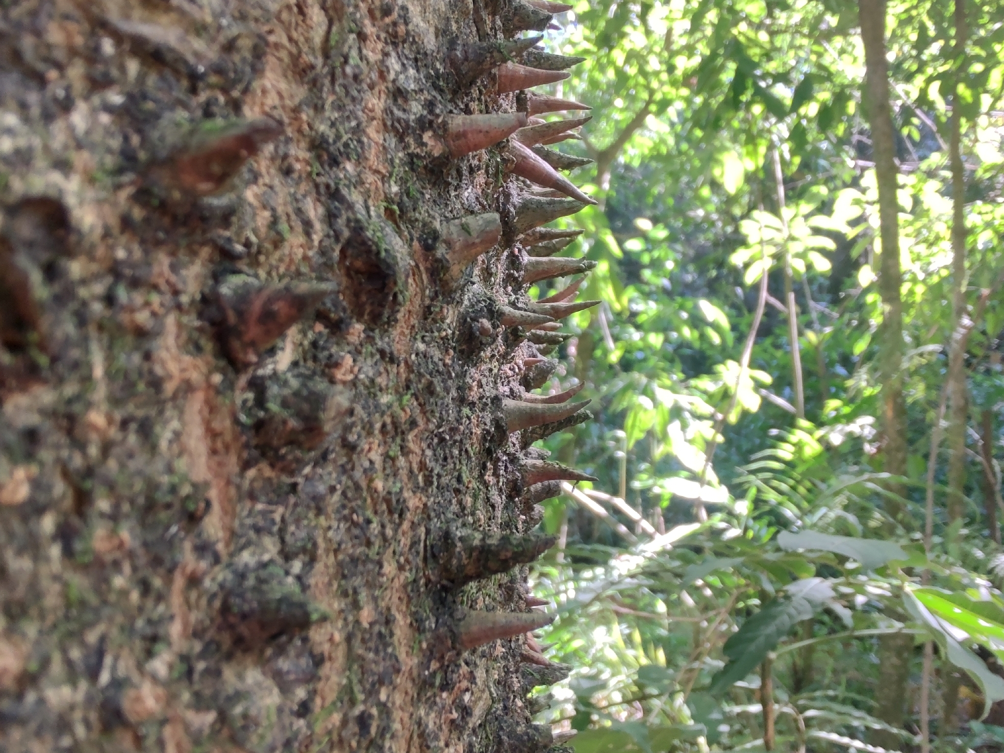 Photo of Angiospermae (4/6)