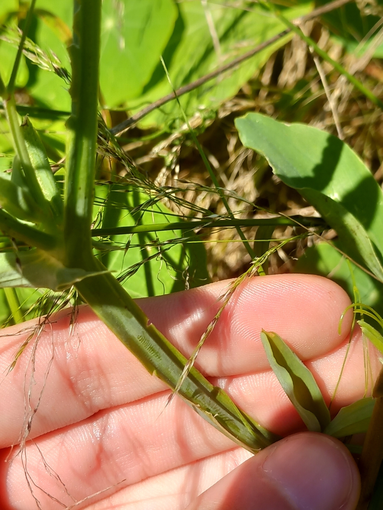 Photo of Tangier Pea (4/12)